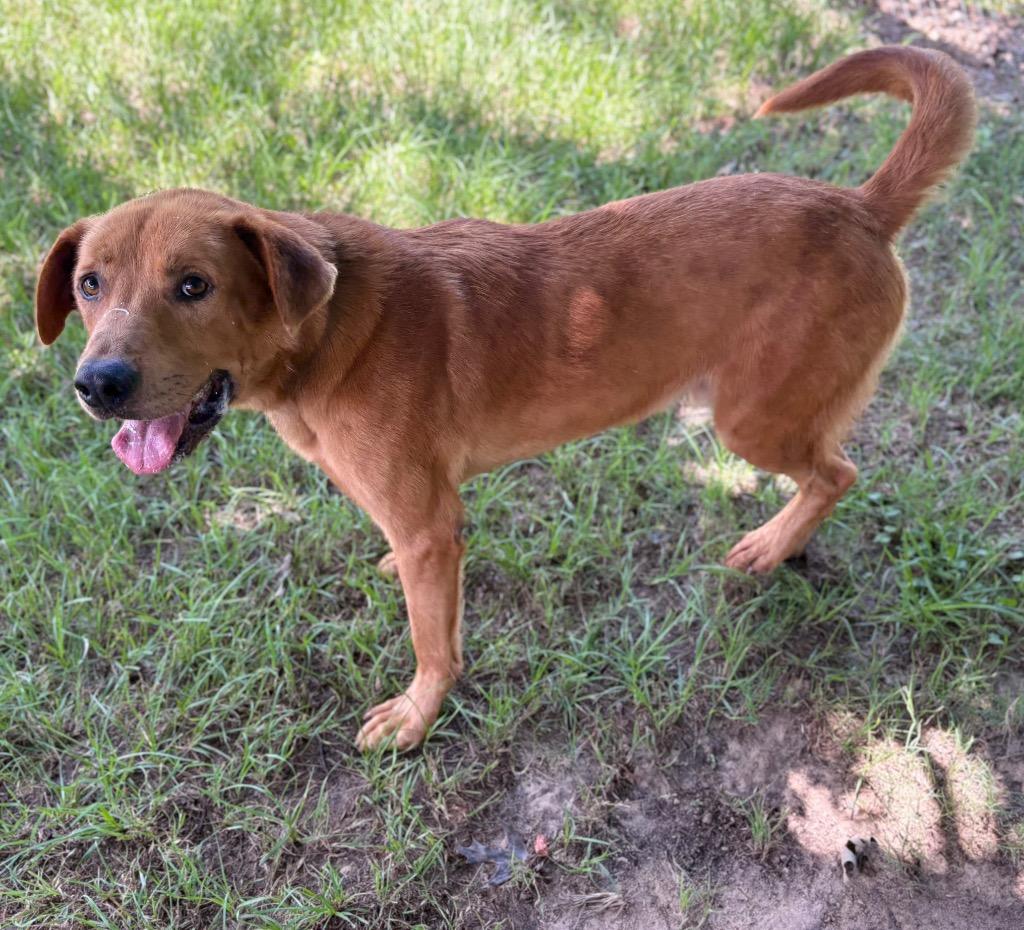 Enlarge Diego, a Adoptable mixed breed in Nacogdoches, TX image 4/5