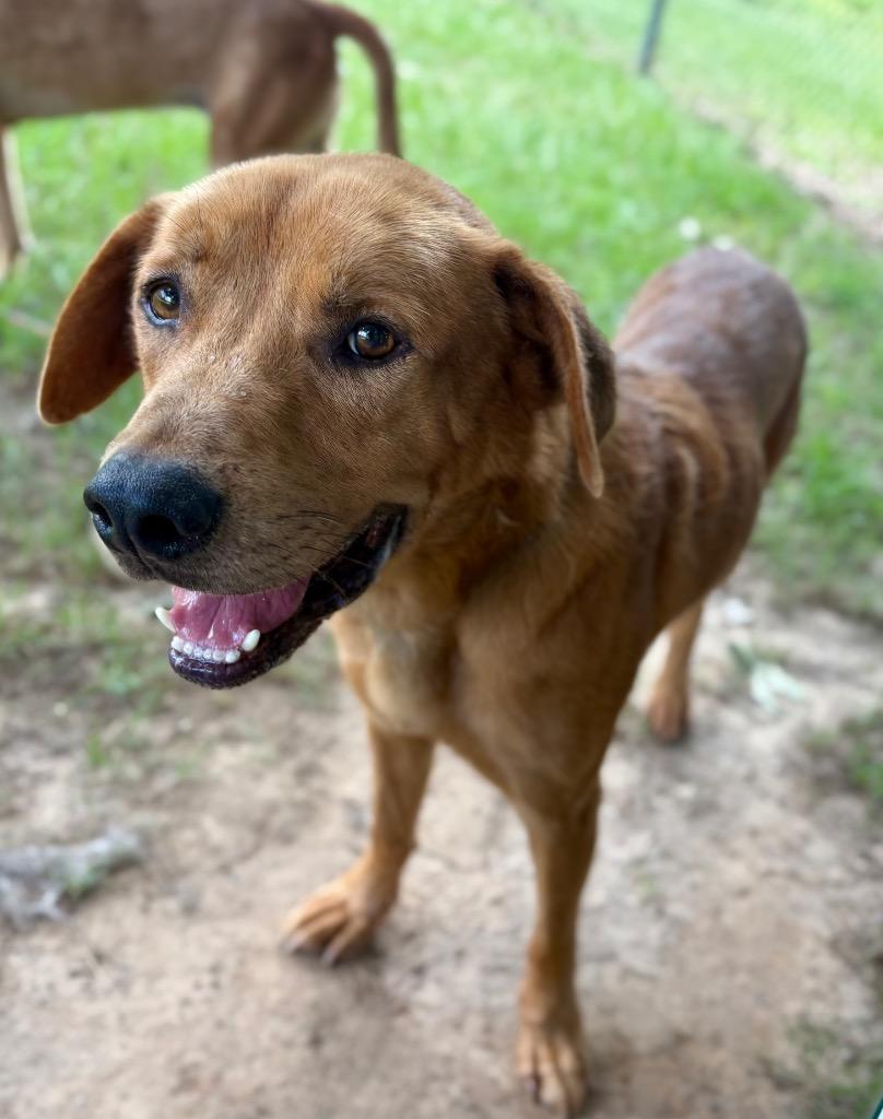 Enlarge Diego, a Adoptable mixed breed in Nacogdoches, TX image 5/5