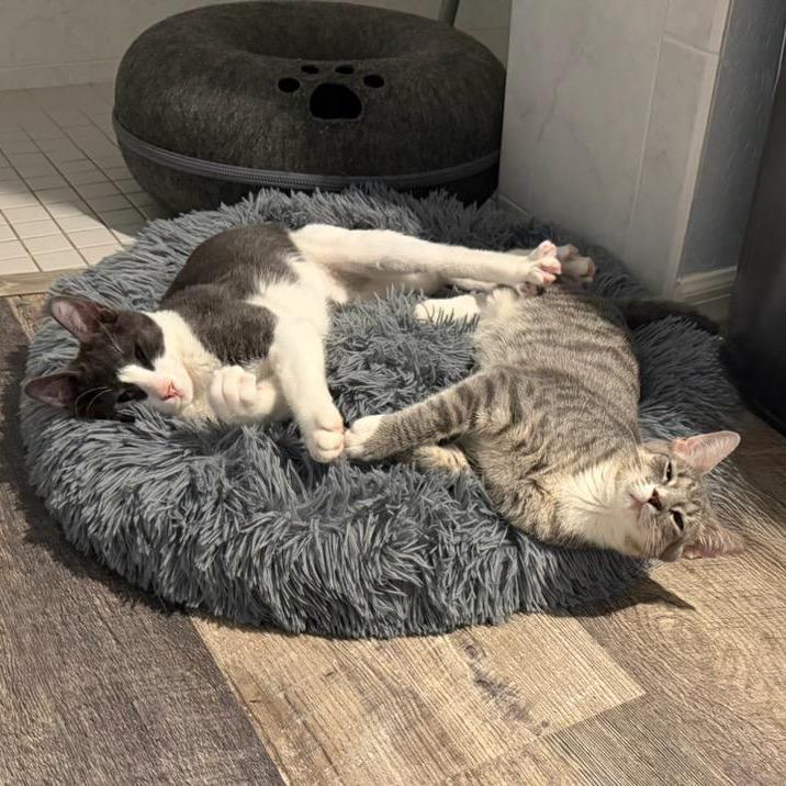 Enlarge Sage, a Adoptable Domestic Short Hair in Englewood, FL image 1/4