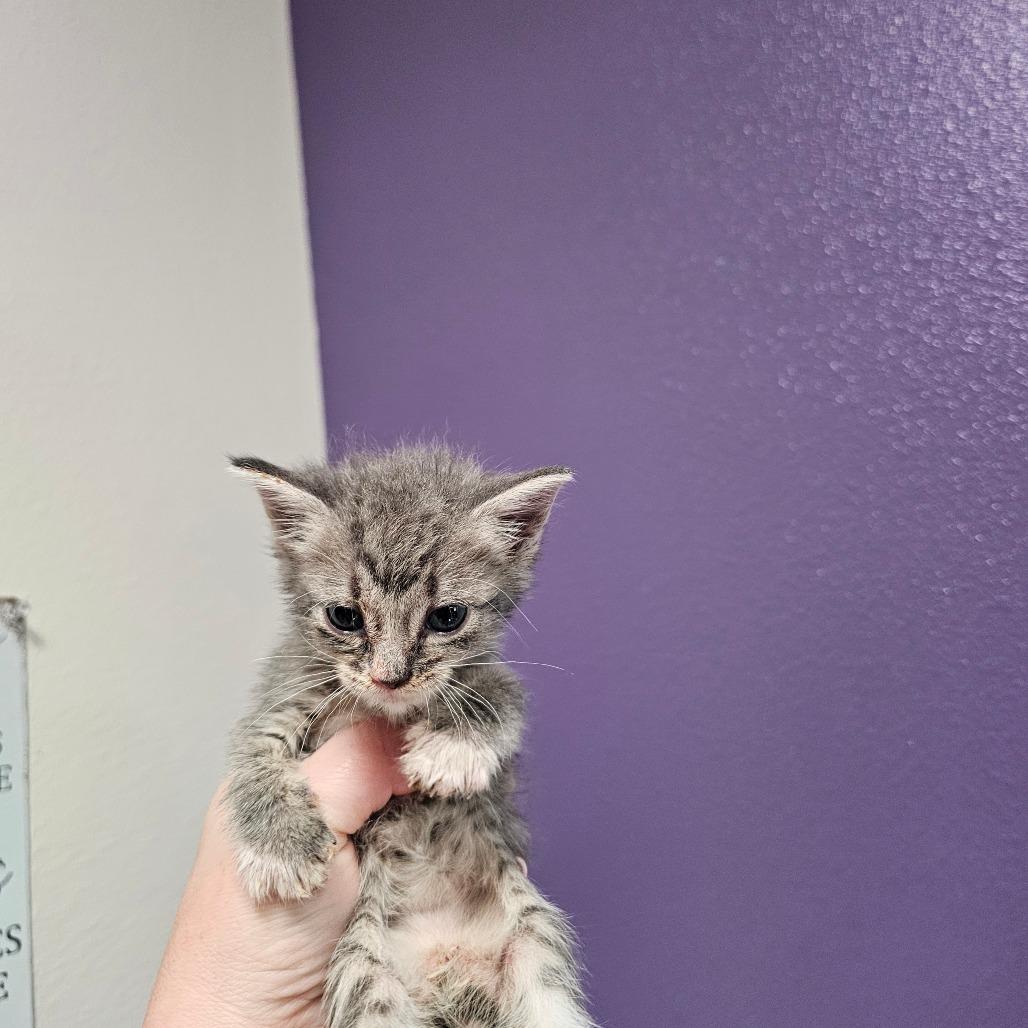 Sage, Adoptable, Kitten Female Domestic Short Hair.