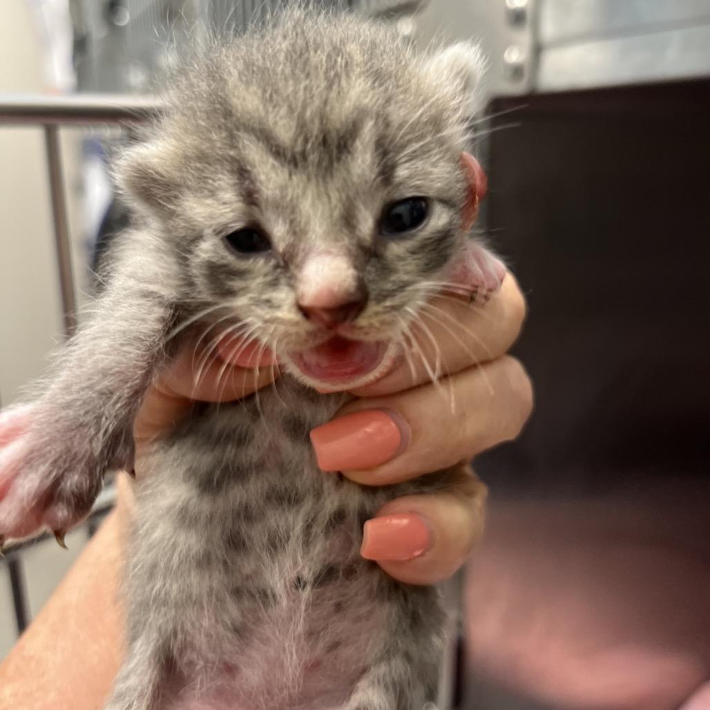 Enlarge Sage, a Adoptable Domestic Short Hair in Englewood, FL image 2/2