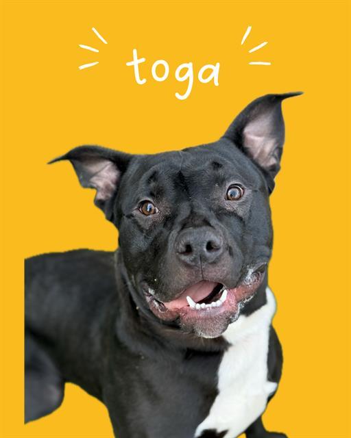 TOGA, Adoptable, Adult Male Pit Bull Terrier & Mixed Breed.