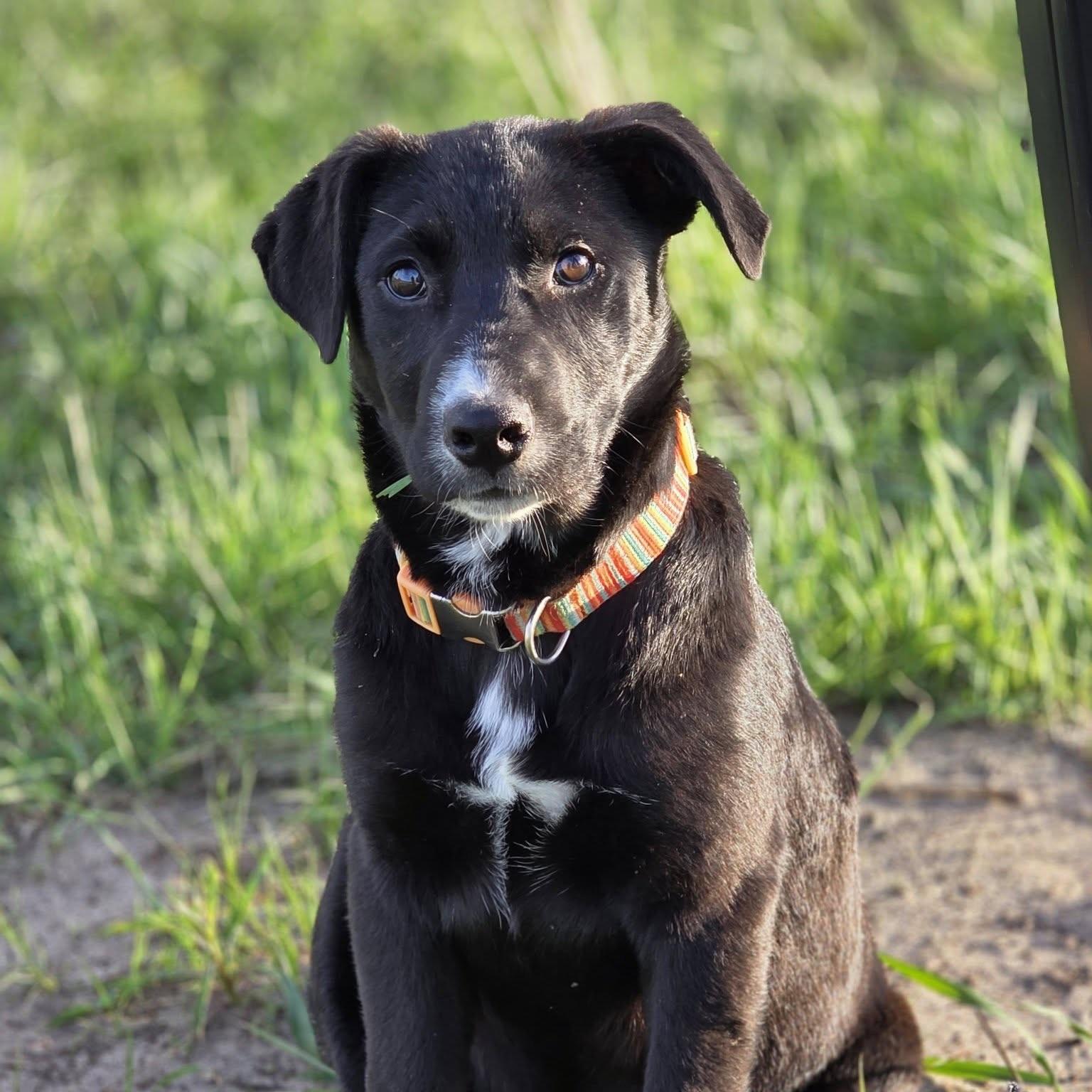Ryder, a ADOPTABLE mixed breed in Prior Lake, MN image 1/6