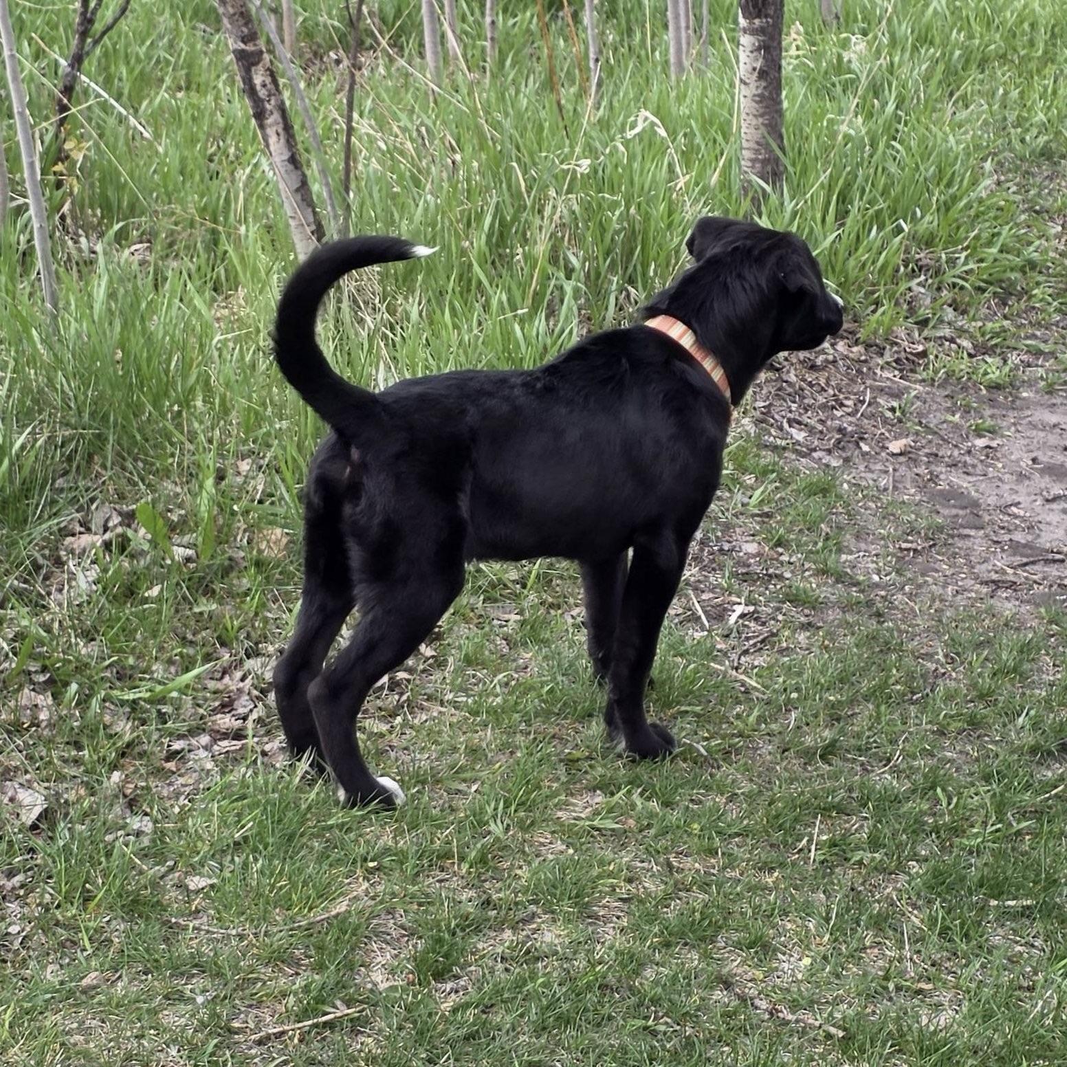 Ryder, a ADOPTABLE mixed breed in Prior Lake, MN image 5/6