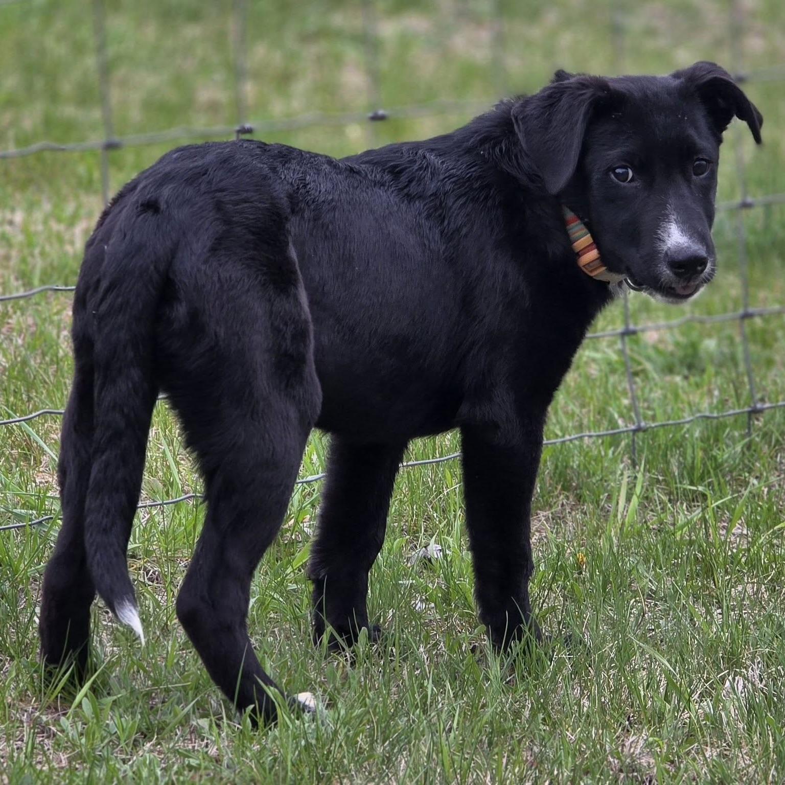 Ryder, a ADOPTABLE mixed breed in Prior Lake, MN image 6/6