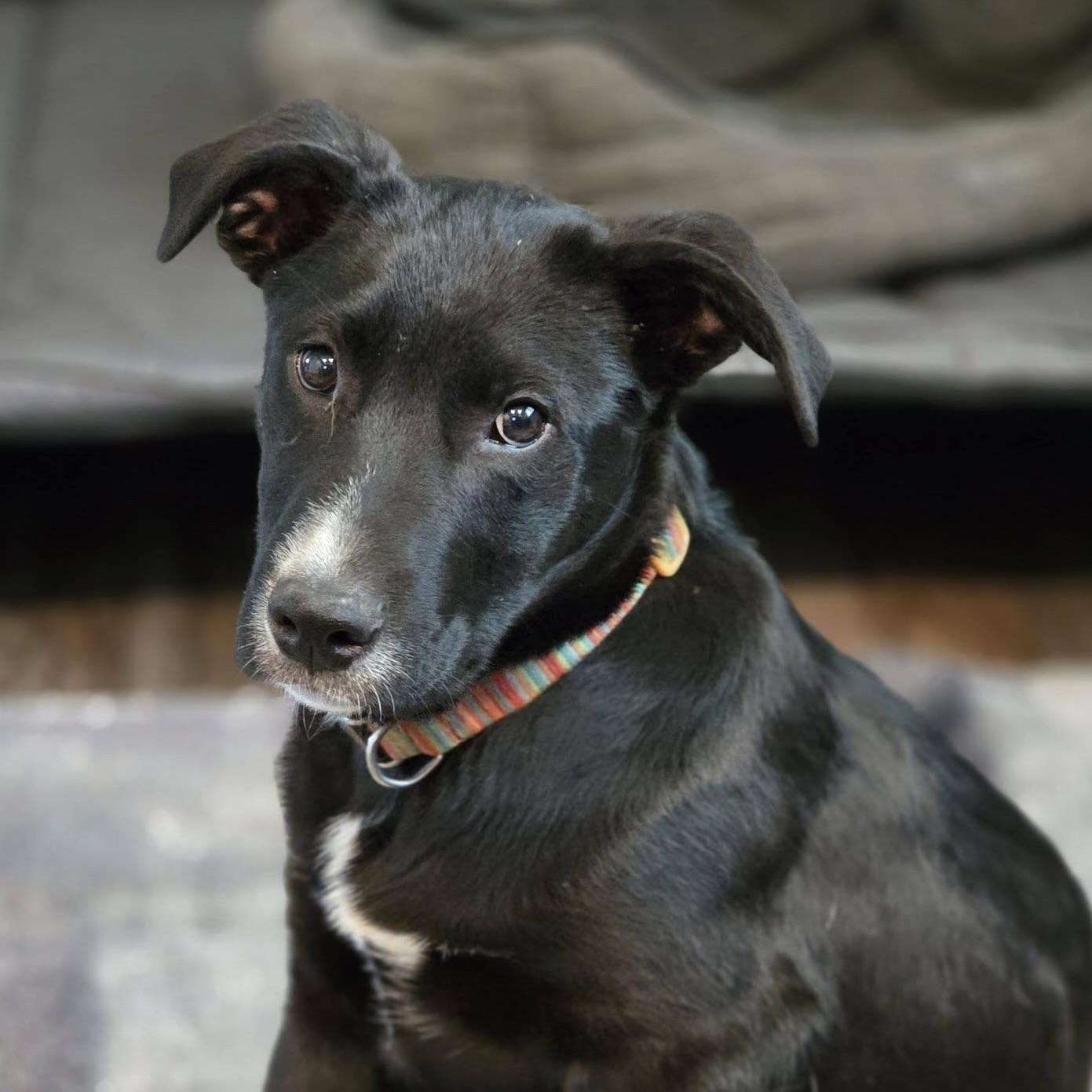 Ryder, a ADOPTABLE mixed breed in Prior Lake, MN image 3/6