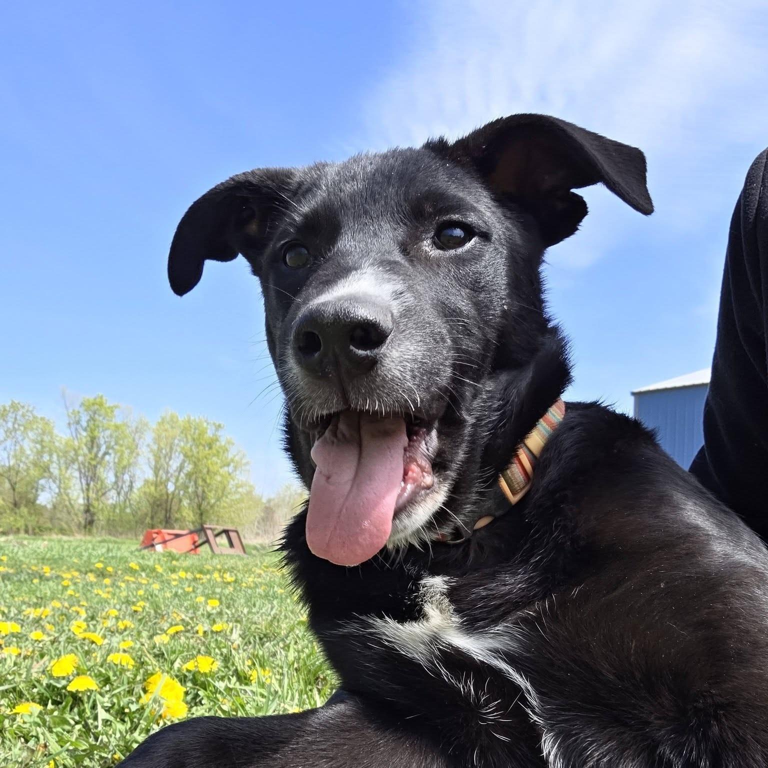 Ryder, a ADOPTABLE mixed breed in Prior Lake, MN image 2/6