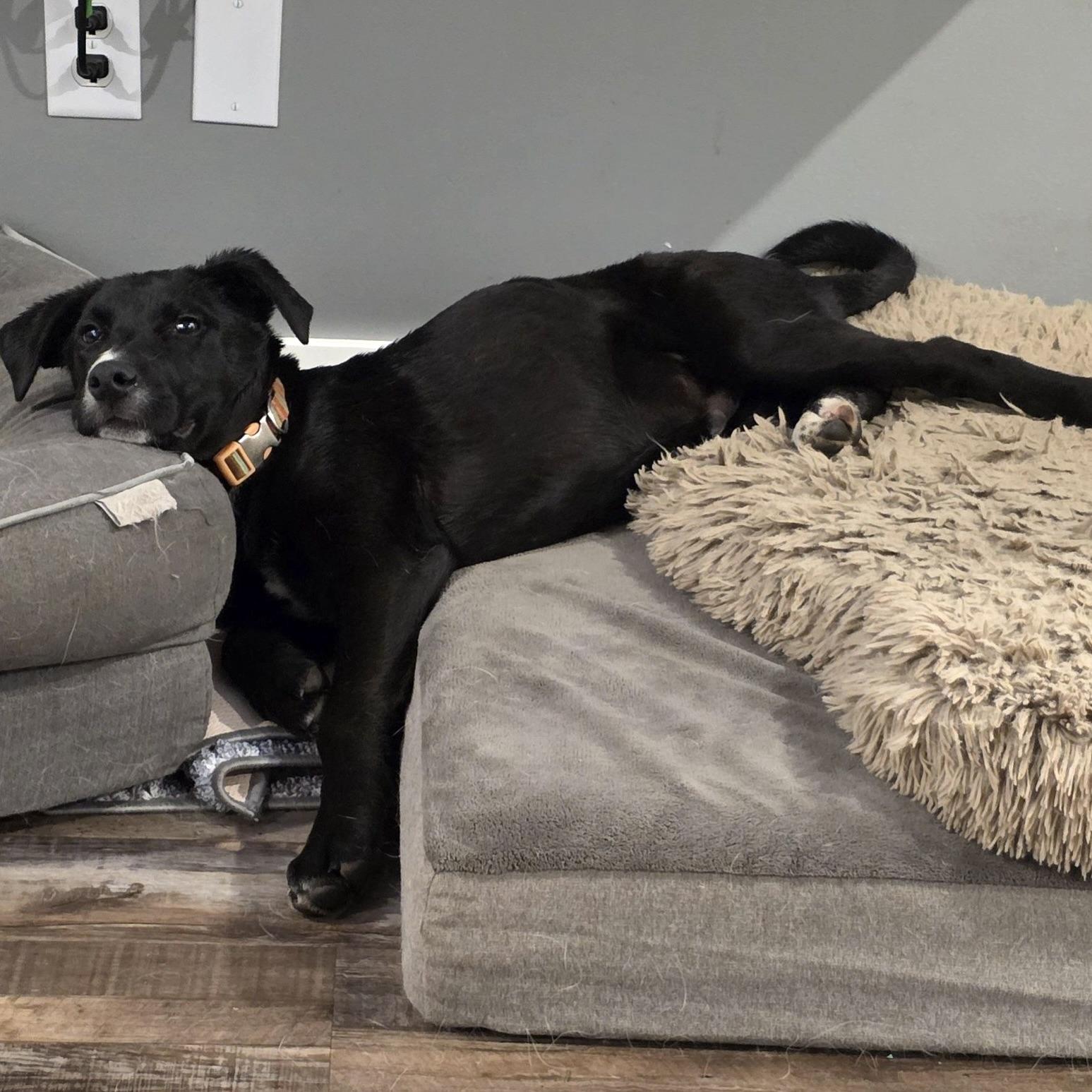 Ryder, a ADOPTABLE mixed breed in Prior Lake, MN image 4/6