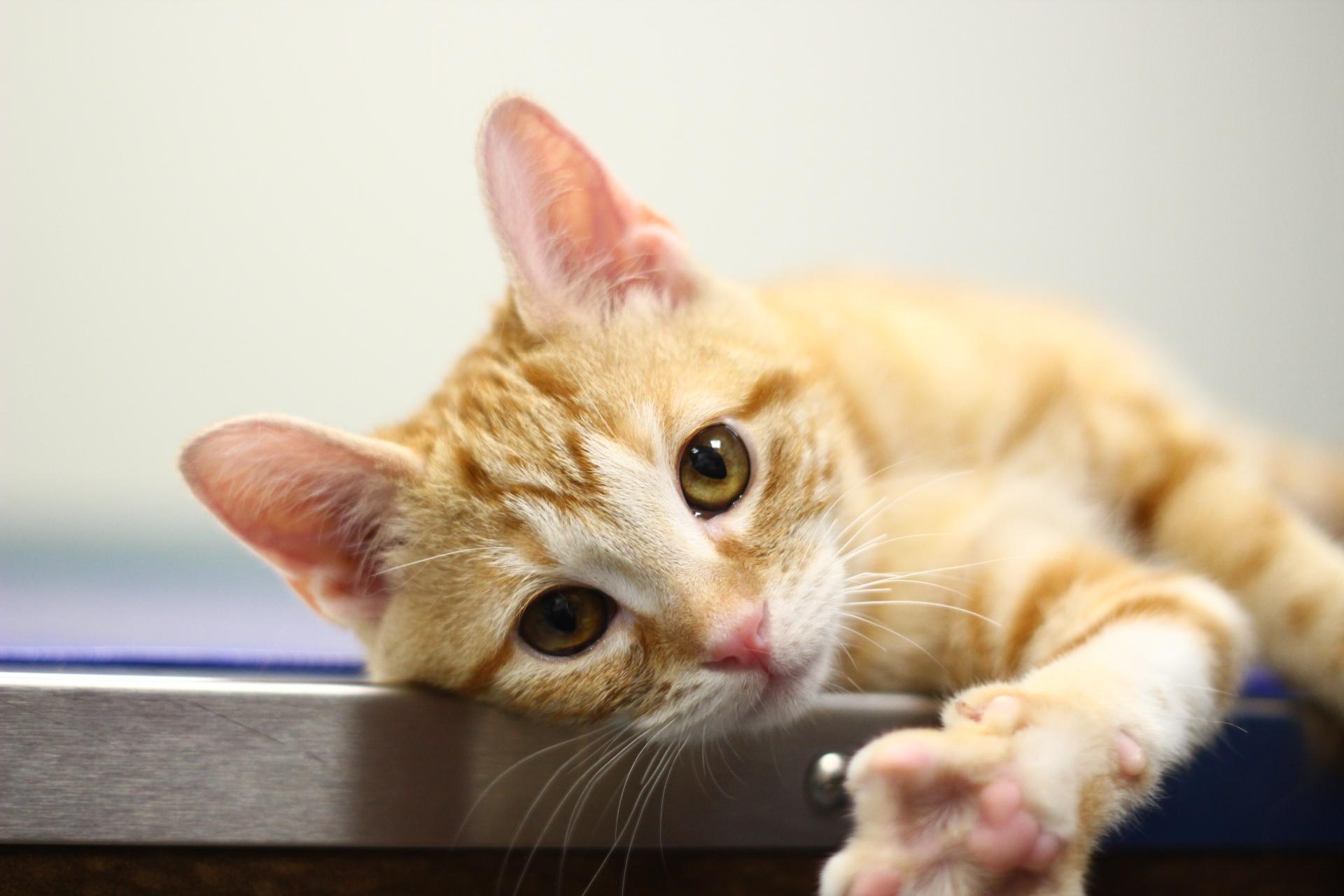 Brie, Adoptable, Young Female Domestic Short Hair.