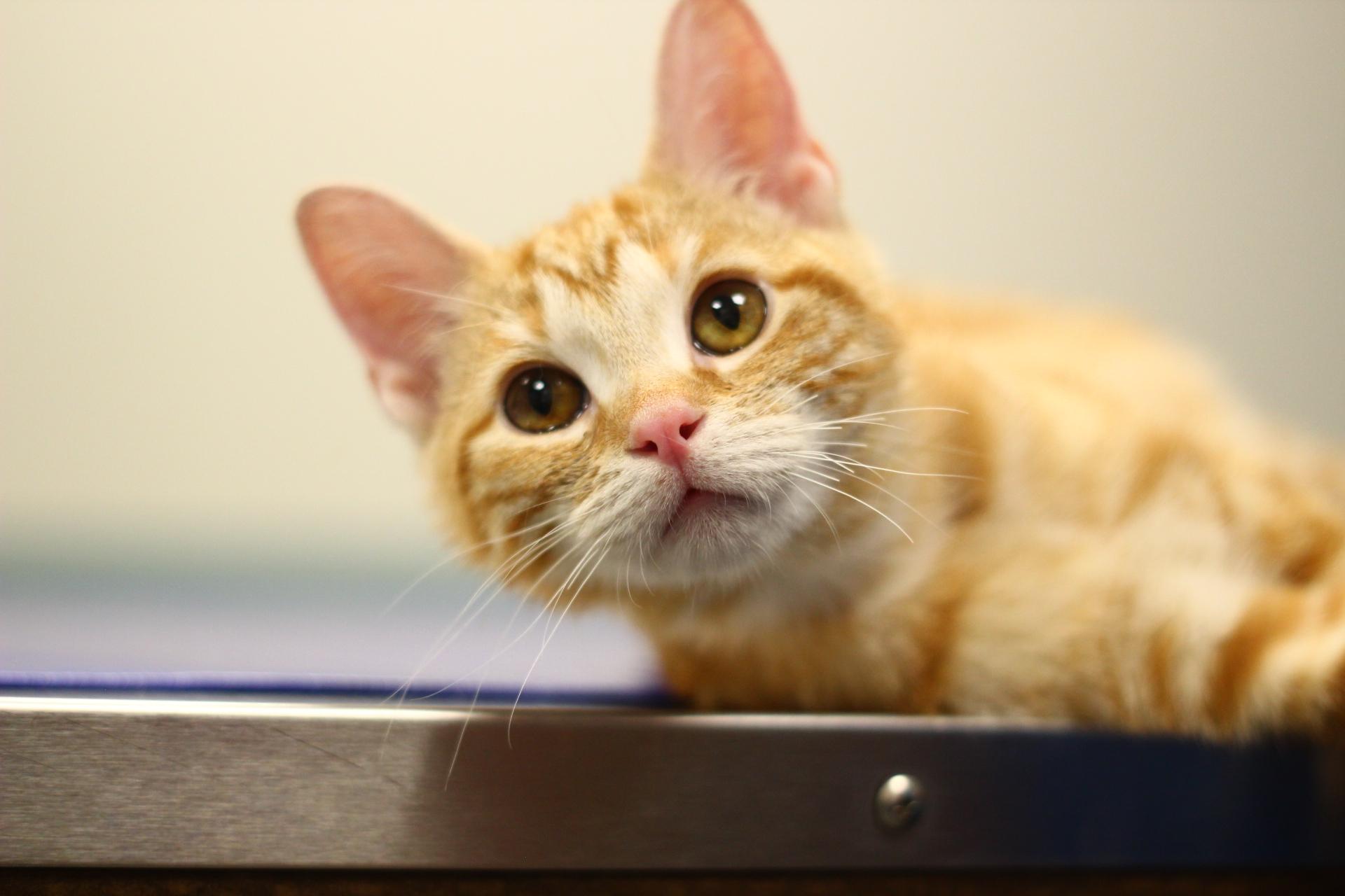 Enlarge Brie, a Adoptable Domestic Short Hair in Toledo, OH image 2/4