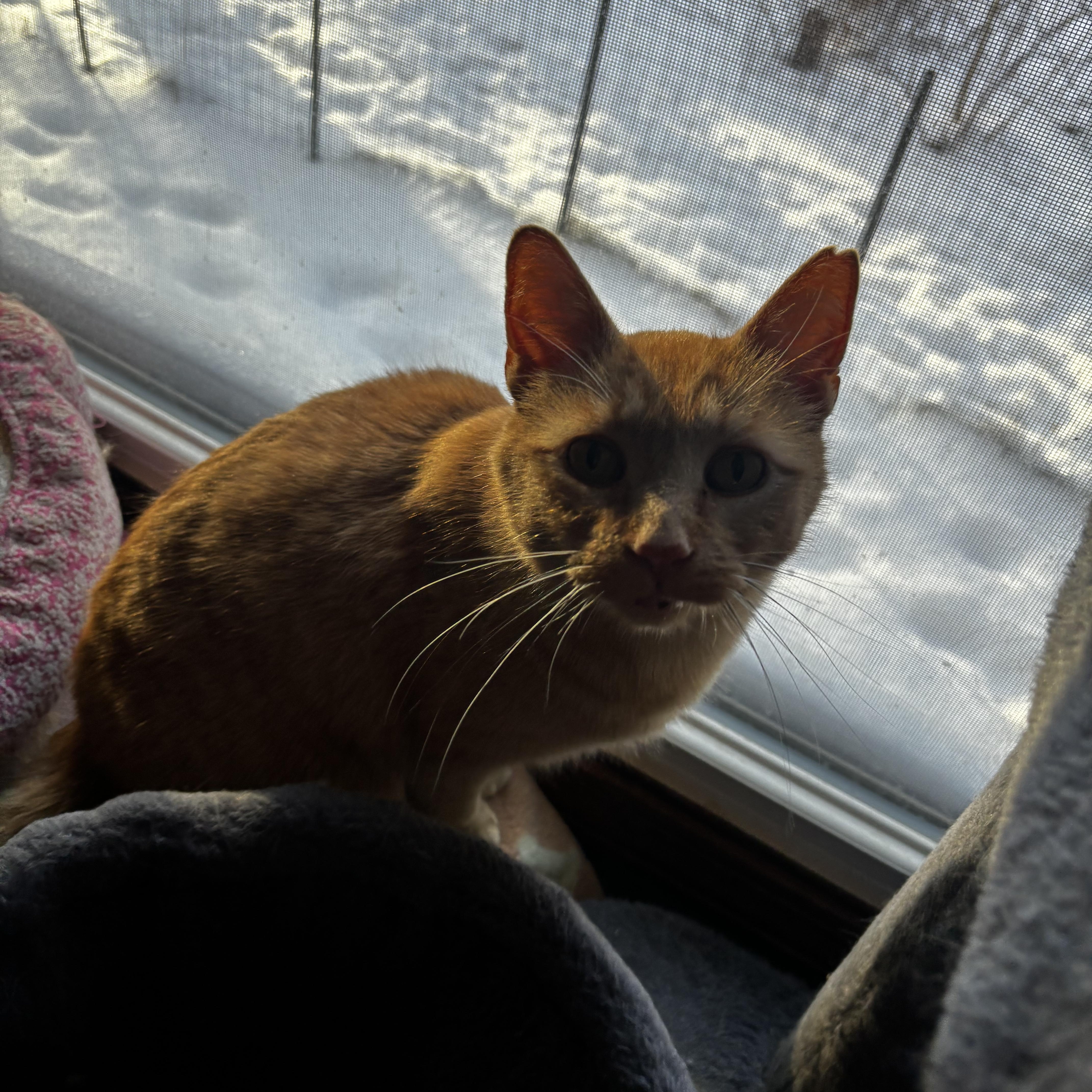 Enlarge Nacho, an adoptable Domestic Short Hair in Ortonville, MI image 4/4