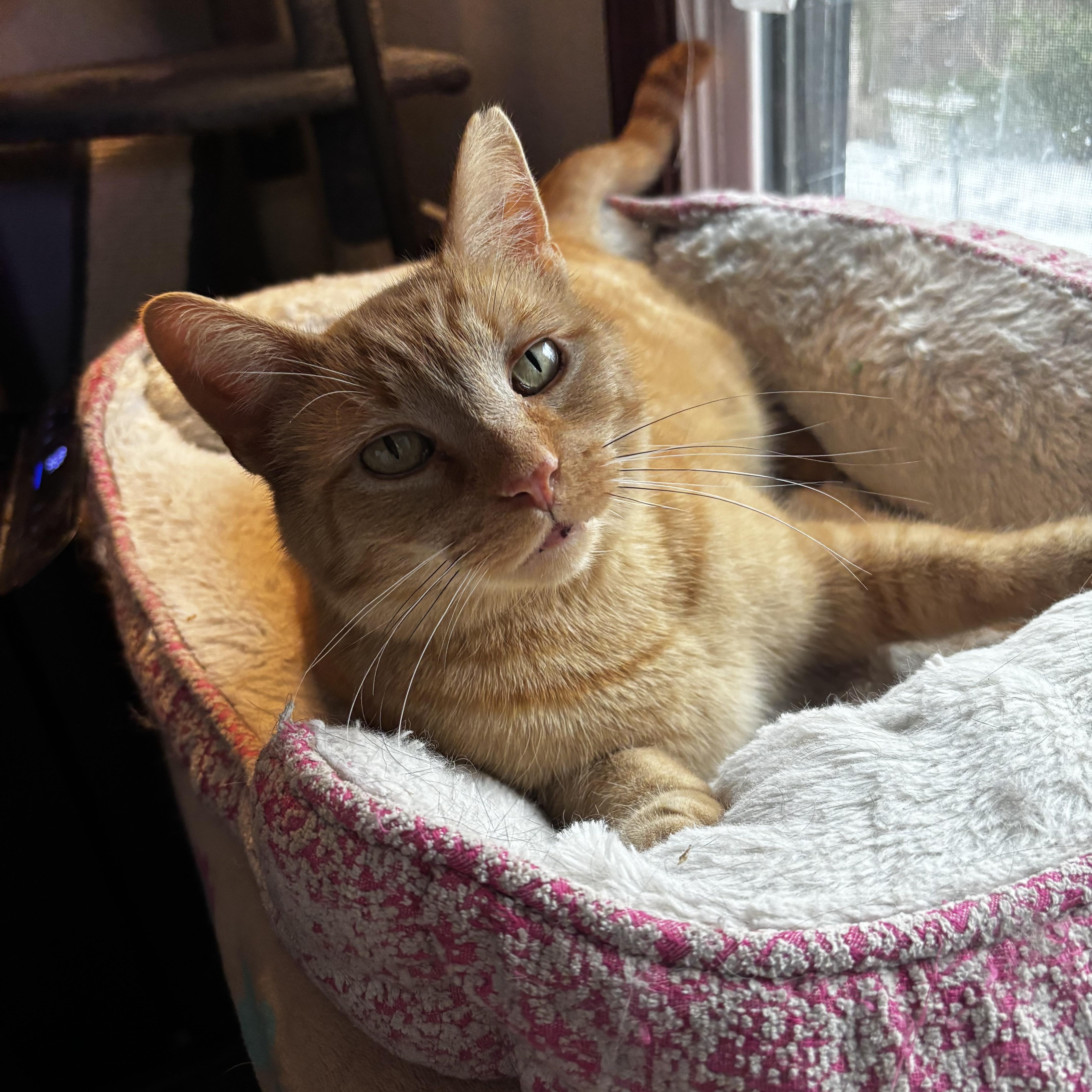 Enlarge Nacho, an adoptable Domestic Short Hair in Ortonville, MI image 1/4