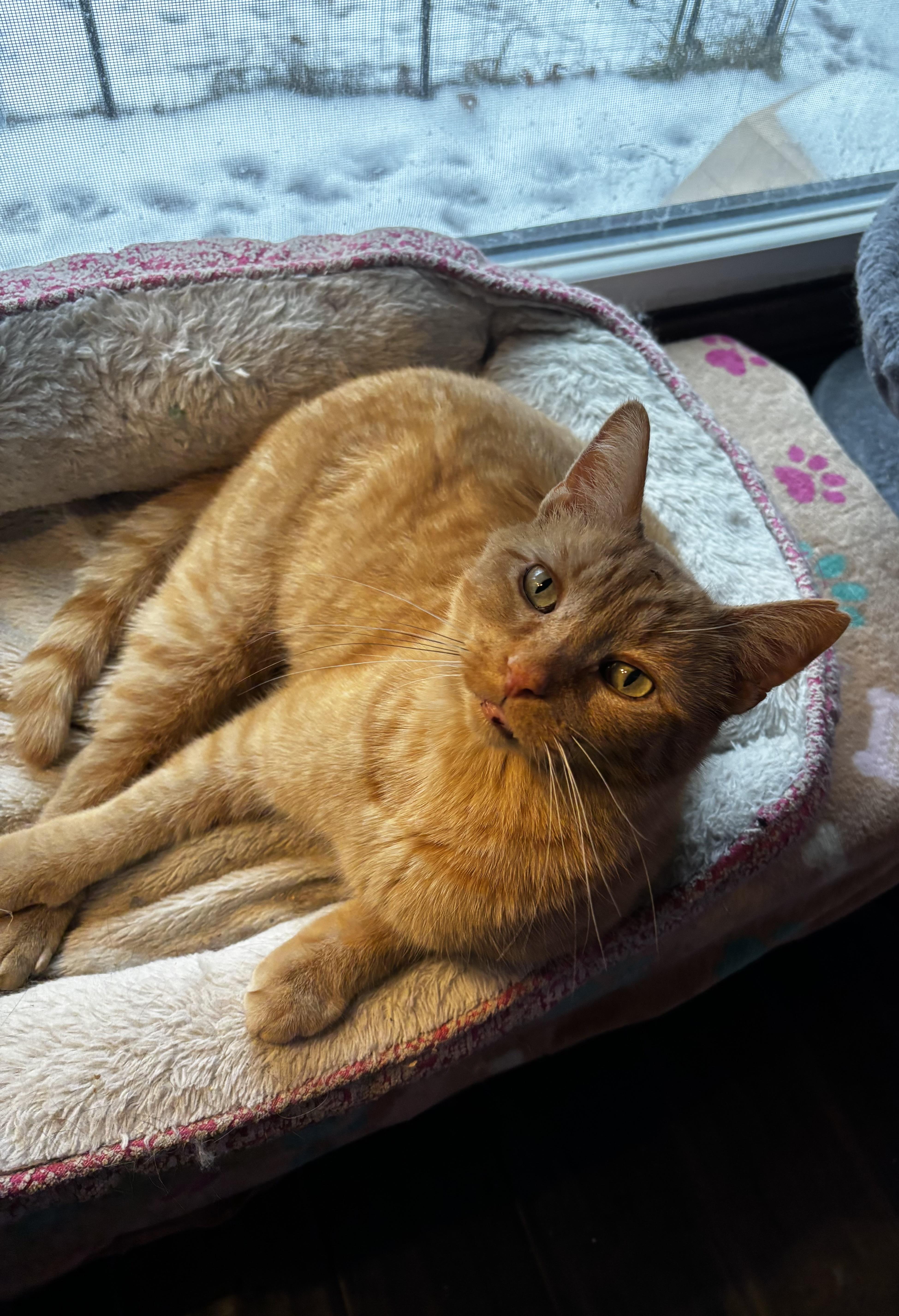 Enlarge Nacho, an adoptable Domestic Short Hair in Ortonville, MI image 3/4