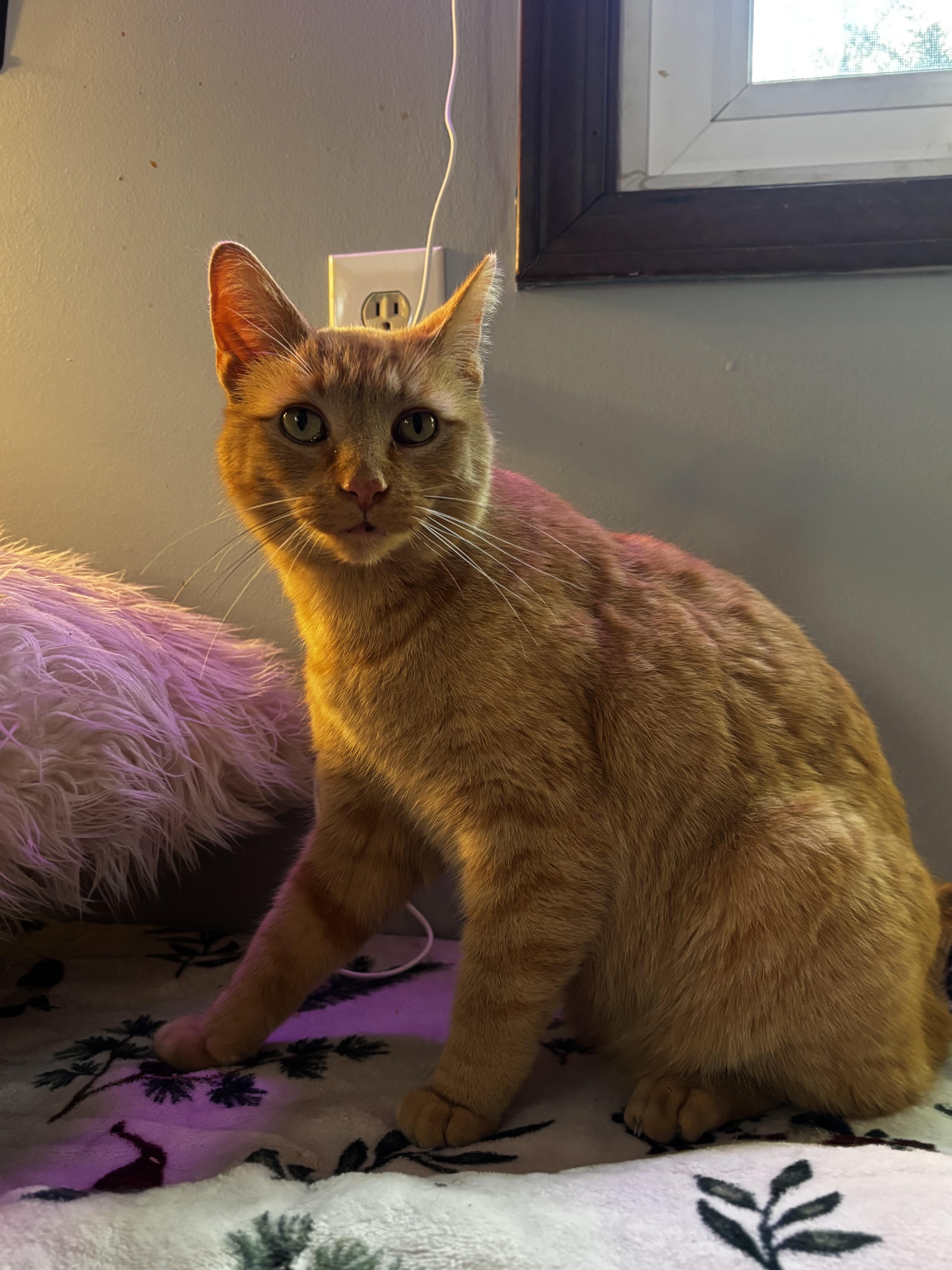 Enlarge Nacho, an adoptable Domestic Short Hair in Ortonville, MI image 2/4