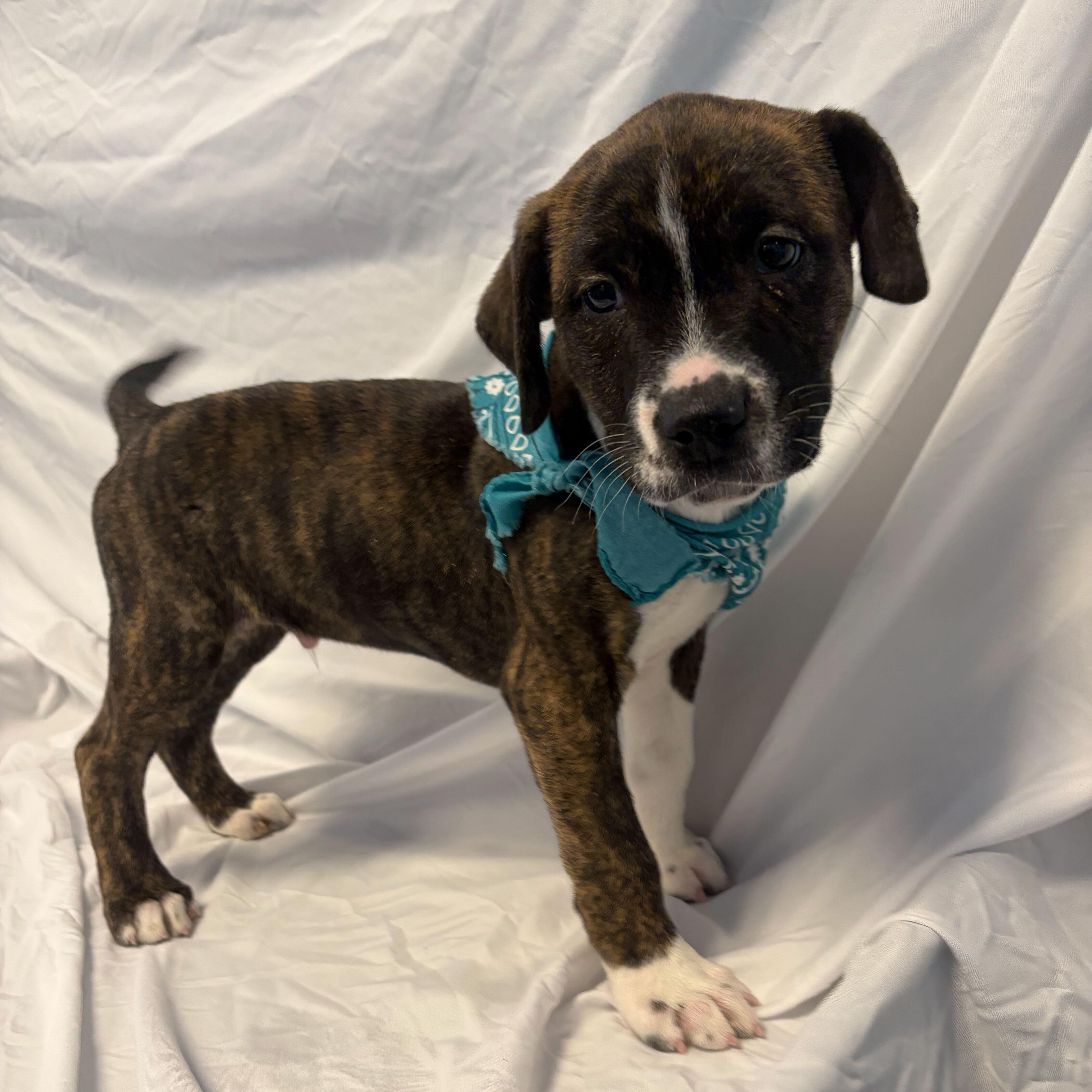 Enlarge Labubu, a ADOPTABLE Mixed Breed in Canal Winchester, OH image 2/3