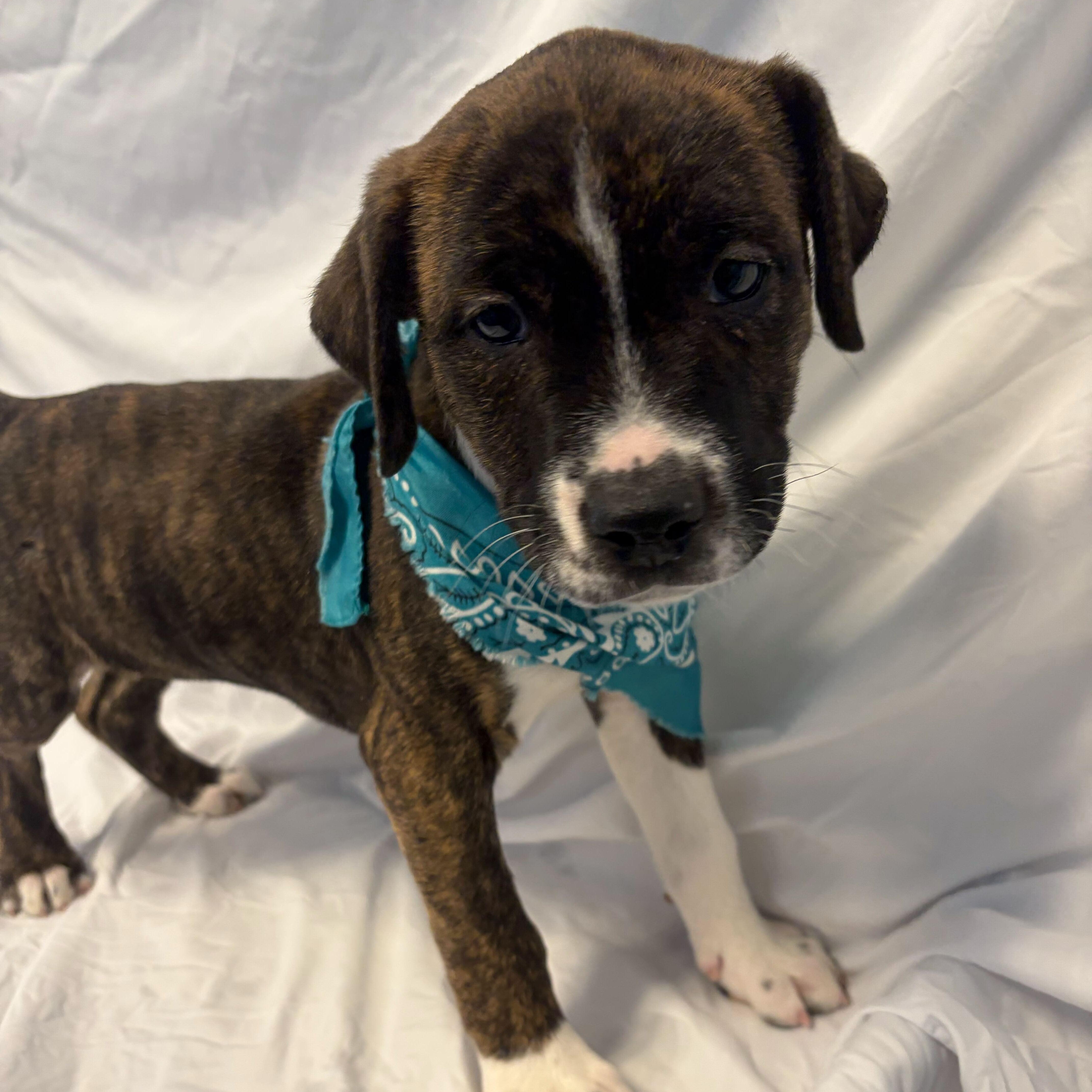 Labubu, ADOPTABLE, Puppy Male Mixed Breed.