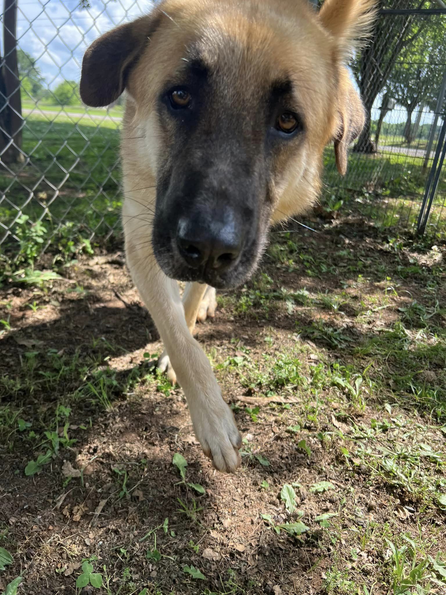 Enlarge Moose, a Adopted mixed breed in Greensboro, AL image 1/4