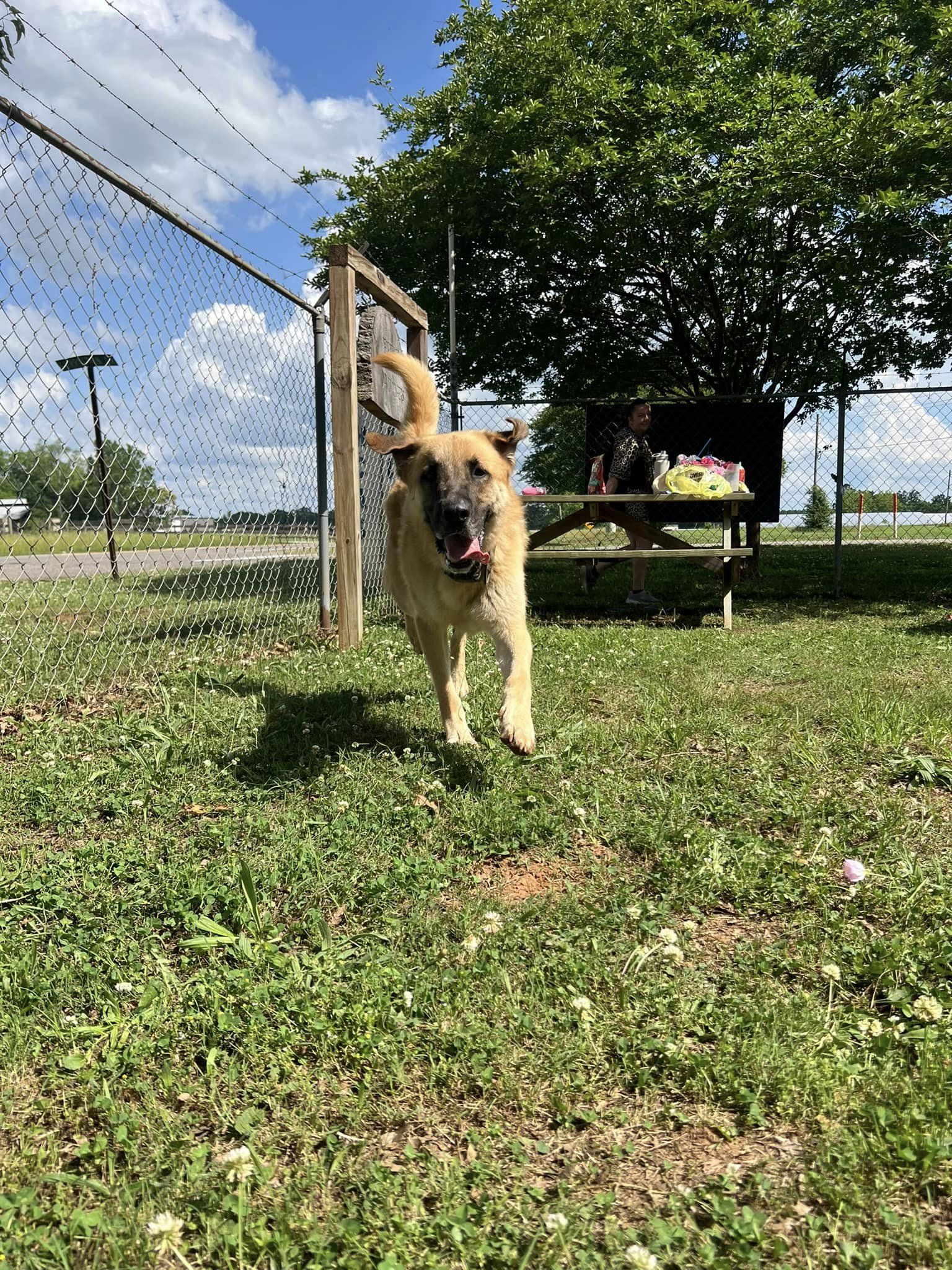 Enlarge Moose, a Adopted mixed breed in Greensboro, AL image 2/4