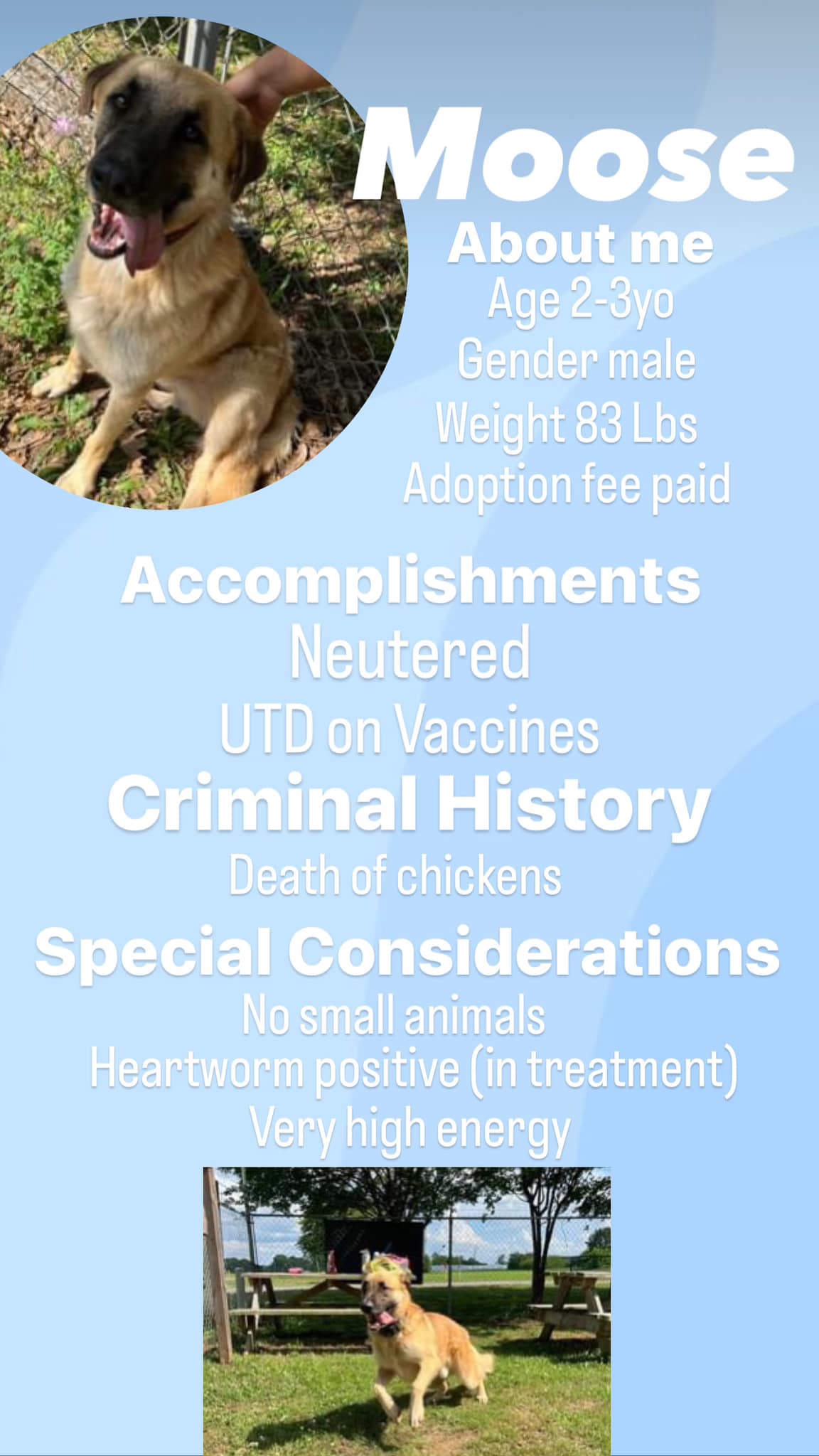 Enlarge Moose, a Adopted mixed breed in Greensboro, AL image 3/4