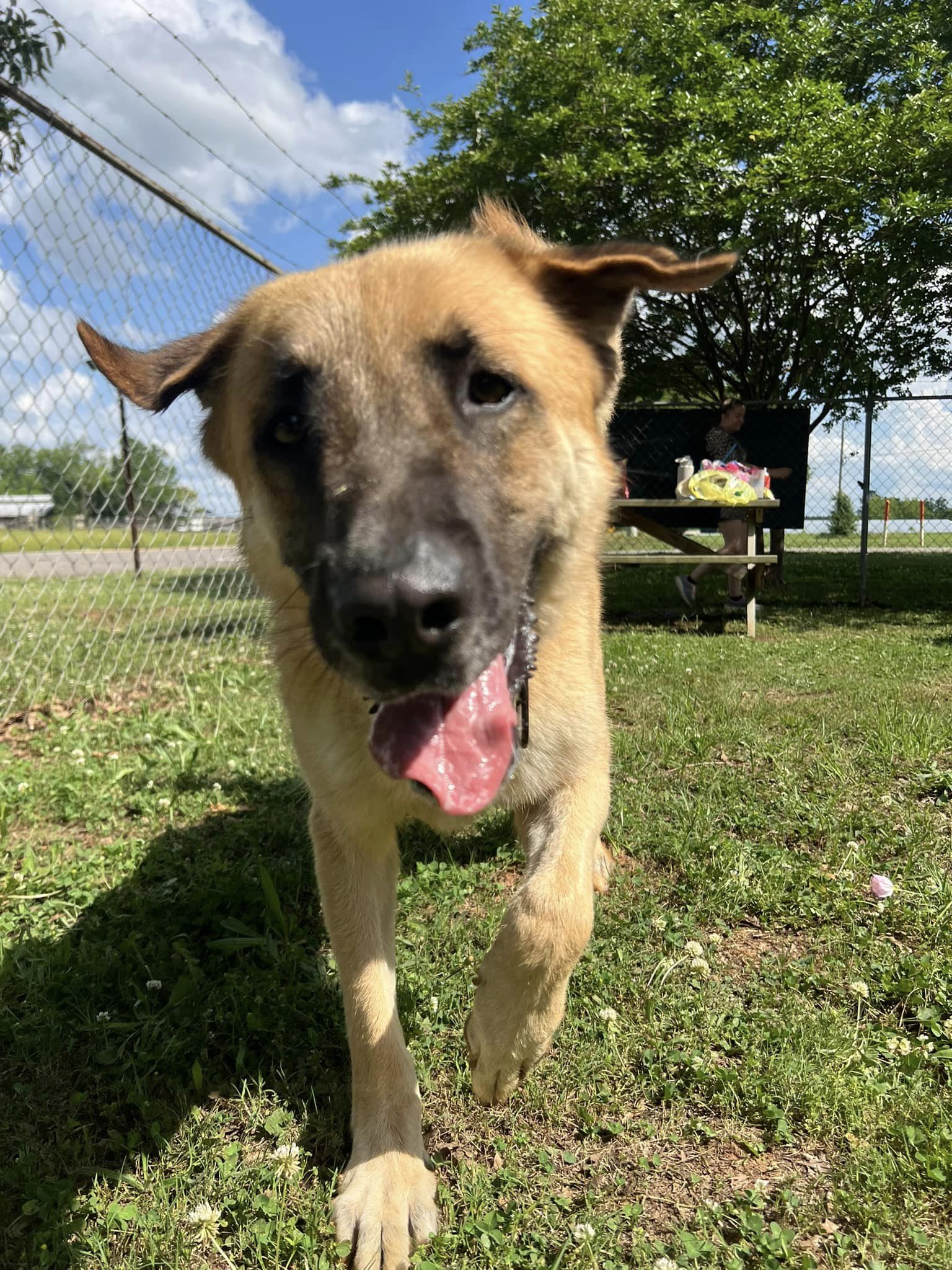 Enlarge Moose, a Adopted mixed breed in Greensboro, AL image 4/4
