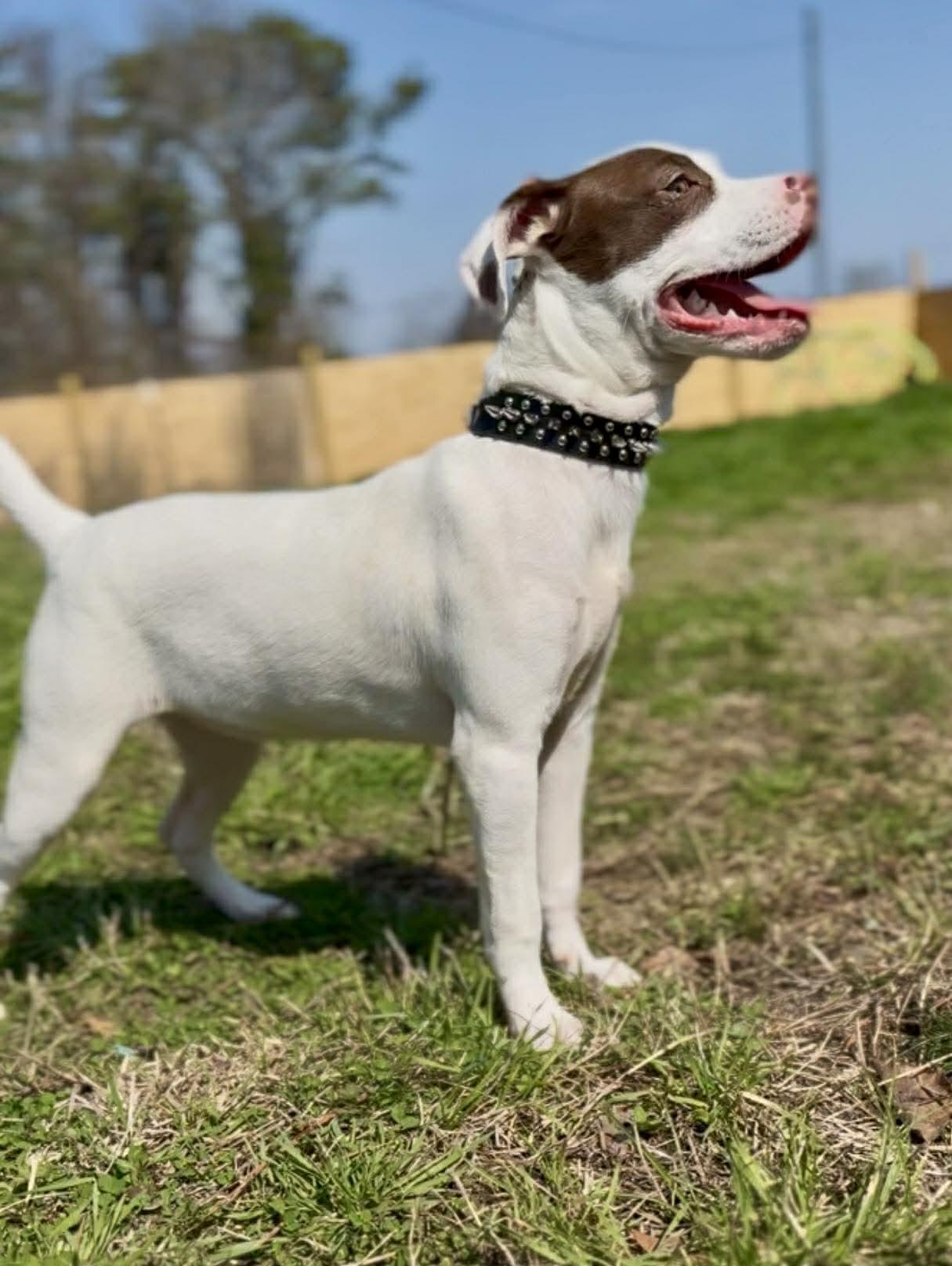 Enlarge Lilo - Ohana, a Adoptable Pit Bull Terrier in Jacksonville, NC image 1/3