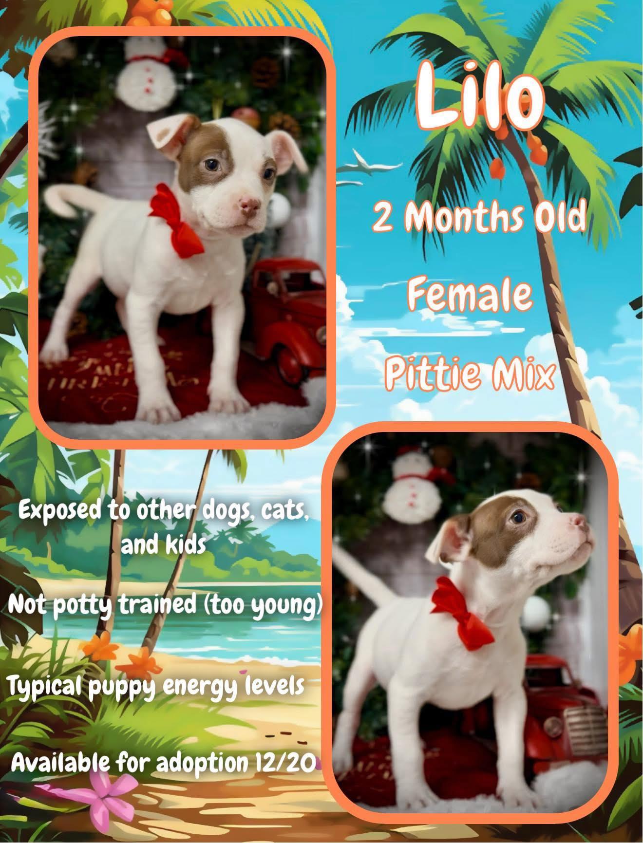 Enlarge Lilo - Ohana, a Adoptable Pit Bull Terrier in Jacksonville, NC image 2/3