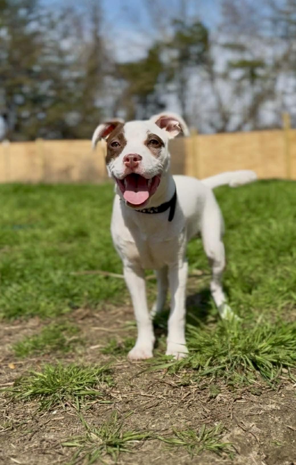 Enlarge Lilo - Ohana, a Adoptable Pit Bull Terrier in Jacksonville, NC image 3/3