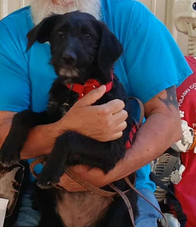 Blossom, Adoptable, Young Female Terrier & Mixed Breed.