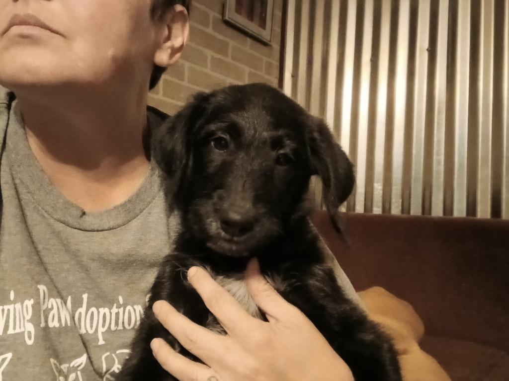 Enlarge Blossom, a Adoptable mixed breed in Crocker, MO image 2/2