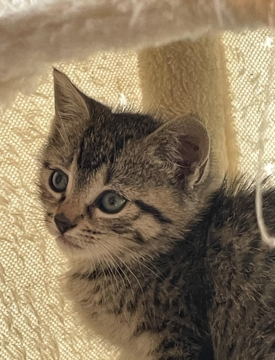 Enlarge Wren, a Adoptable Domestic Short Hair in Hawthorne, NJ image 1/2