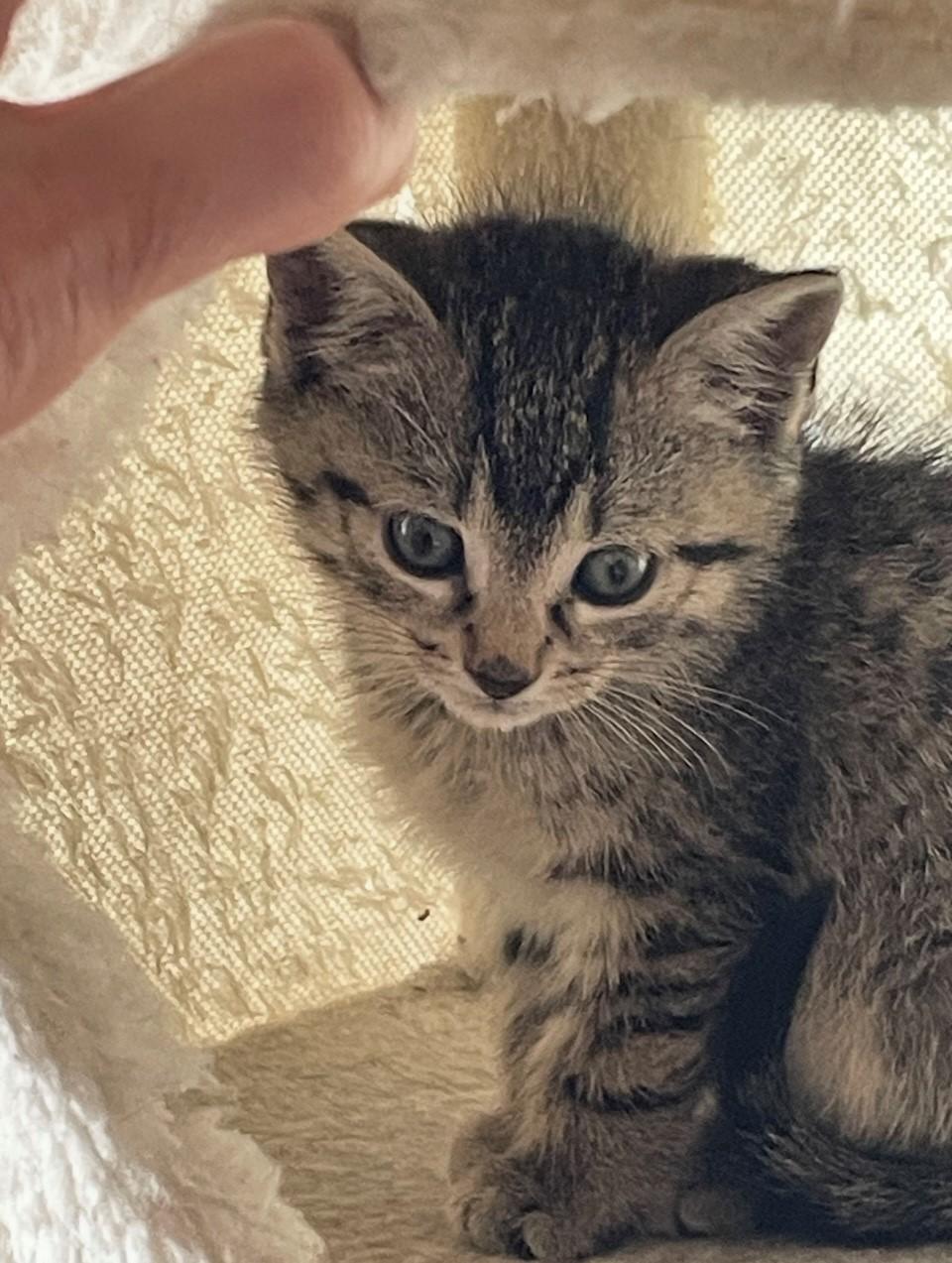 Enlarge Wren, a Adoptable Domestic Short Hair in Hawthorne, NJ image 2/2