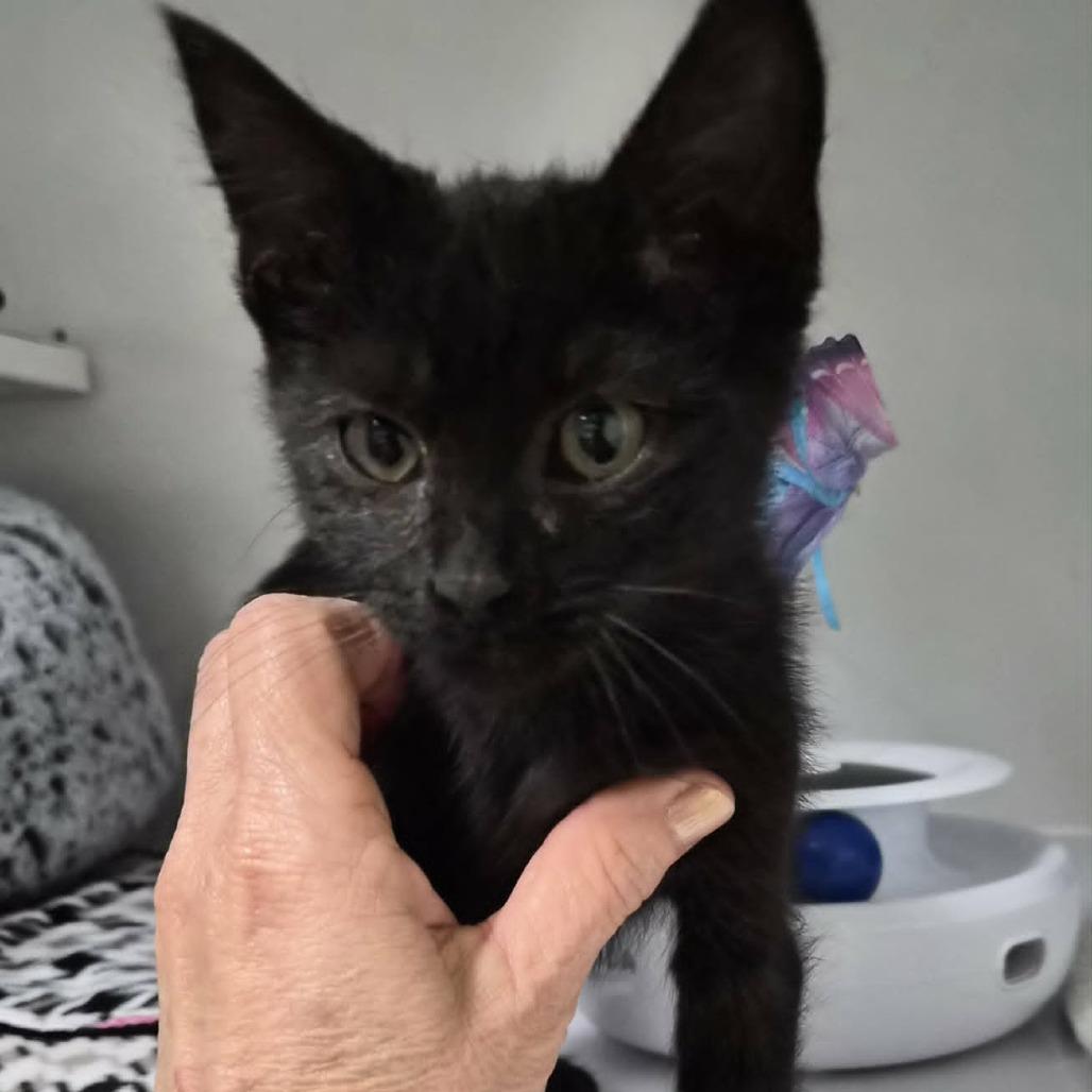 Micheal Jackson (MJ), Adoptable, Kitten Male Domestic Short Hair.