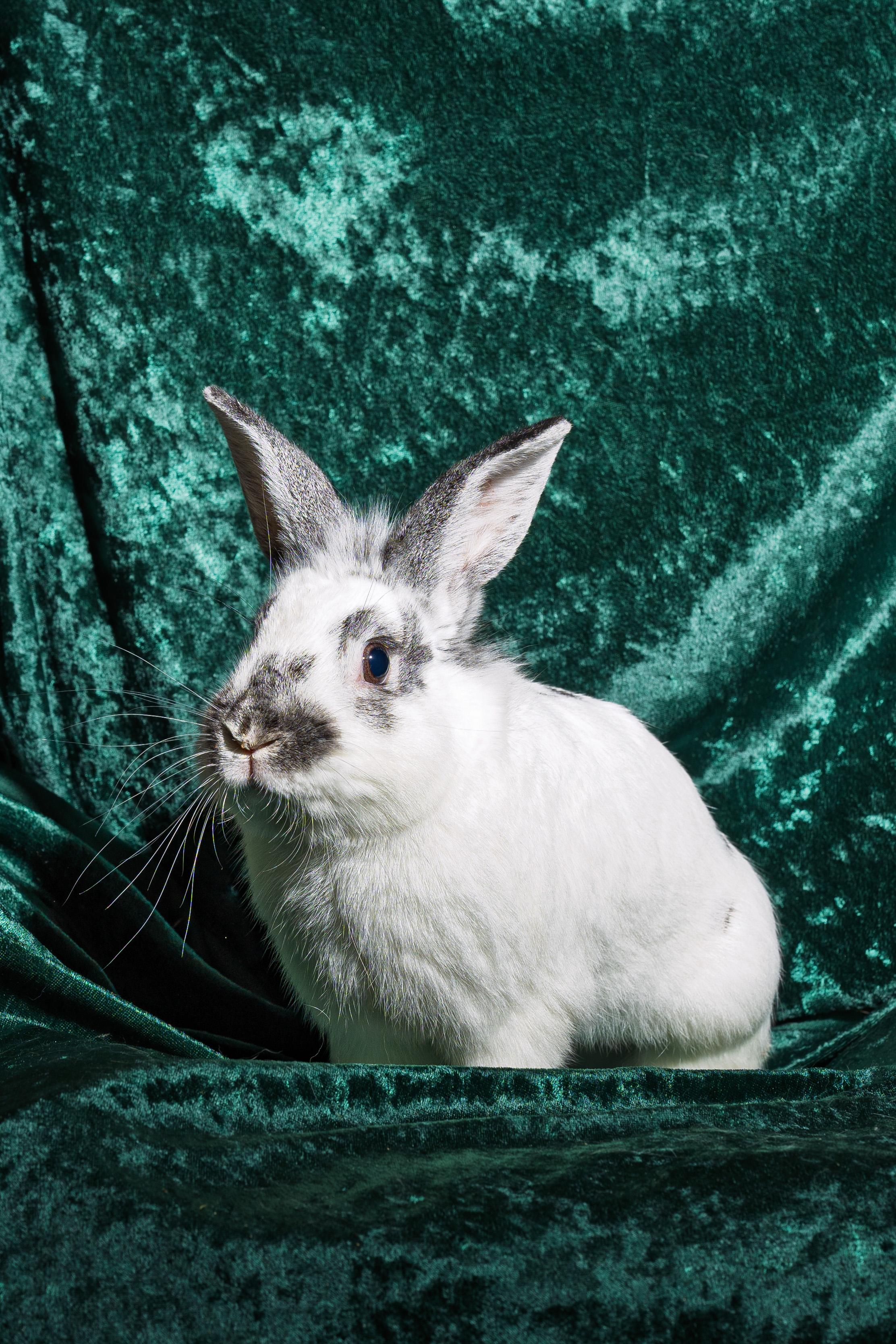 Lou, Senior Male English Spot