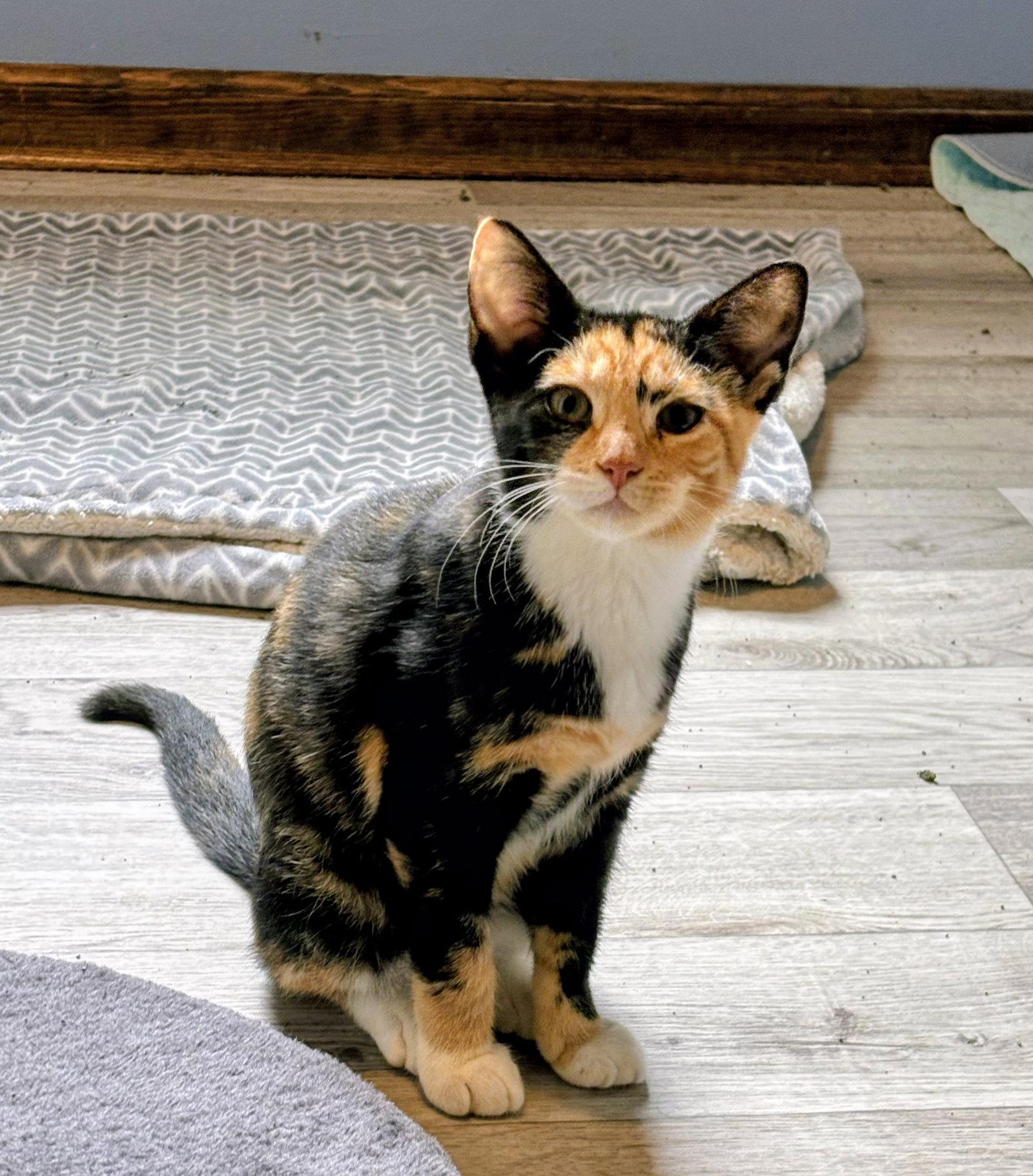 Bella Kitten, Adopted, Kitten Female Domestic Short Hair.