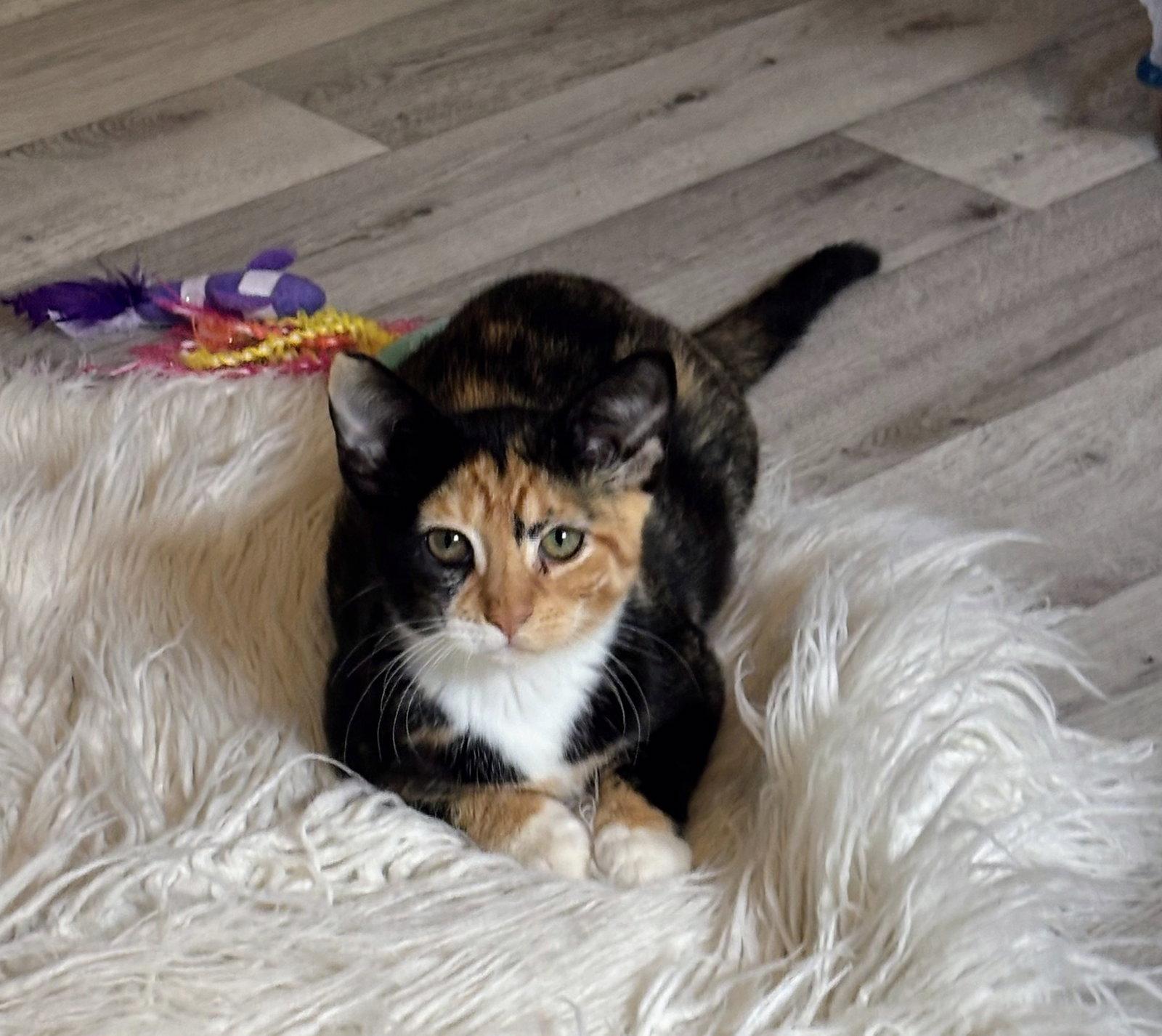 Enlarge Bella Kitten, a Adopted Domestic Short Hair in Allentown, PA image 2/2