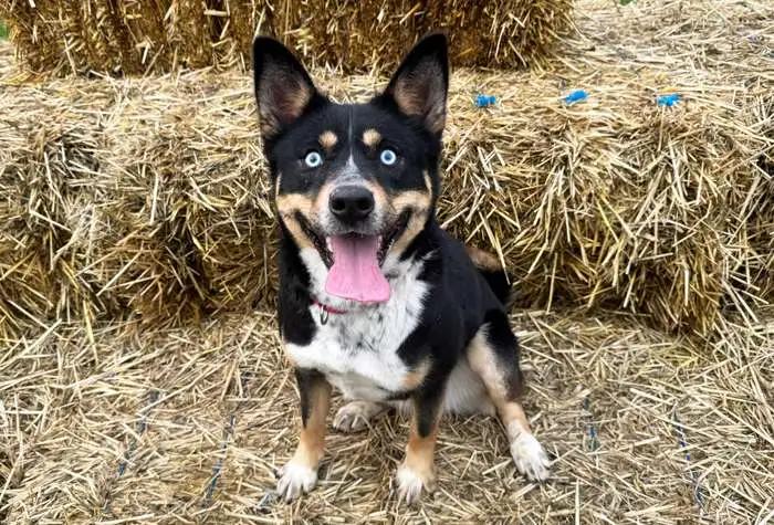 Yuki, ADOPTABLE, Young Female Husky & Australian Cattle Dog / Blue Heeler.