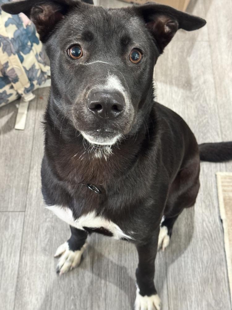Roscoe, Adoptable, Puppy Male Pit Bull Terrier.