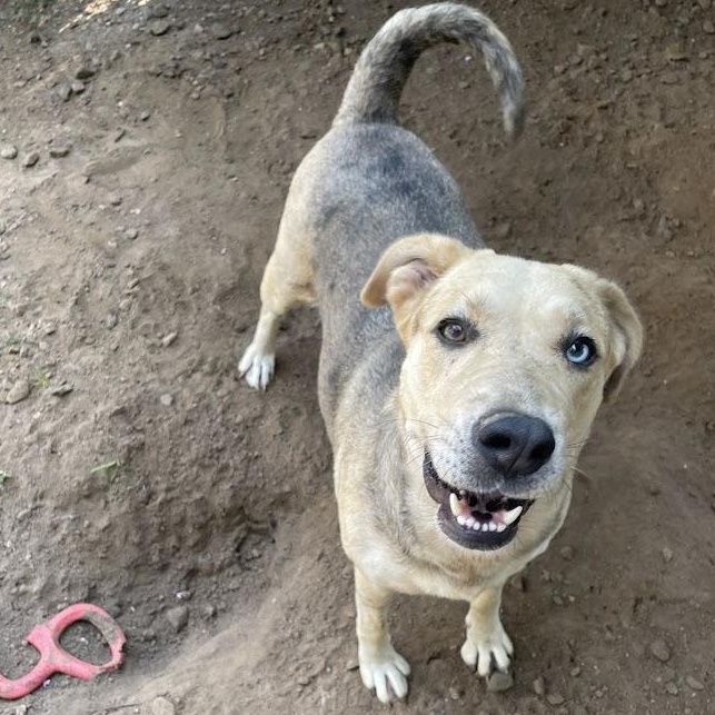 Enlarge Gorgeous, a Adoptable mixed breed in Ransomville, NY image 2/6