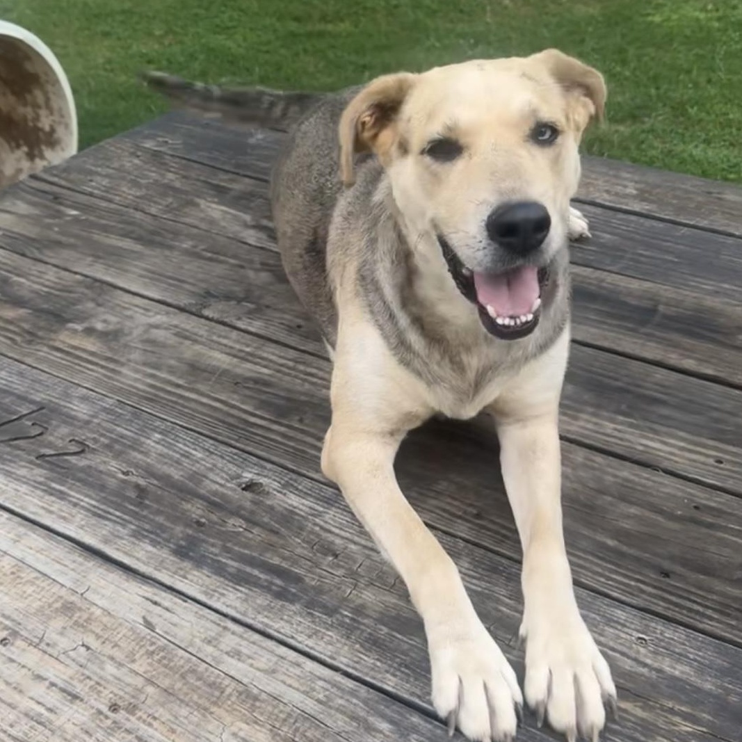 Enlarge Gorgeous, a Adoptable mixed breed in Ransomville, NY image 1/6