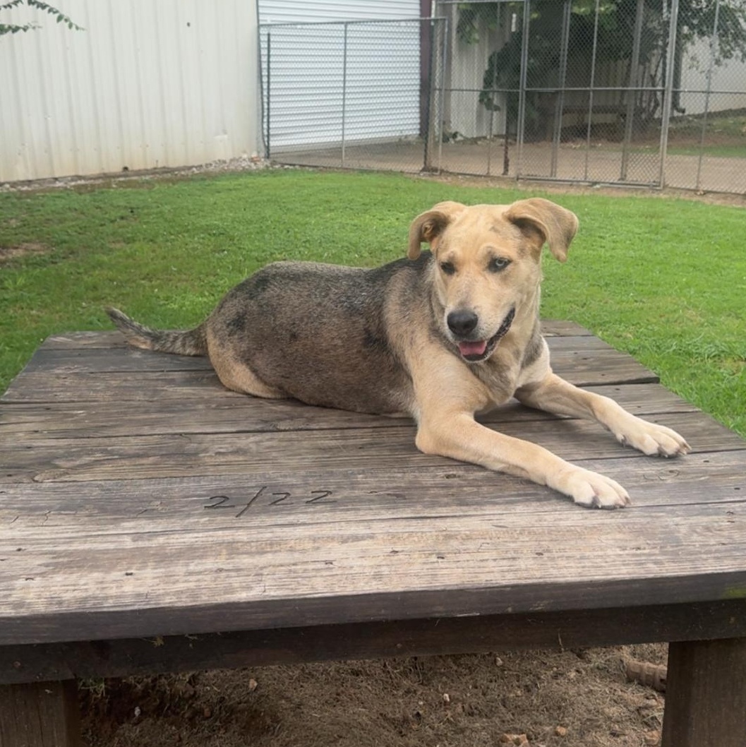 Enlarge Gorgeous, a Adoptable mixed breed in Ransomville, NY image 3/6