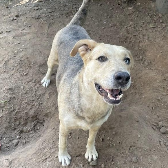 Enlarge Gorgeous, a Adoptable mixed breed in Ransomville, NY image 4/6