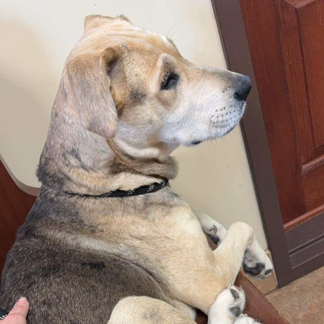 Enlarge Gorgeous, a Adoptable mixed breed in Ransomville, NY image 5/6