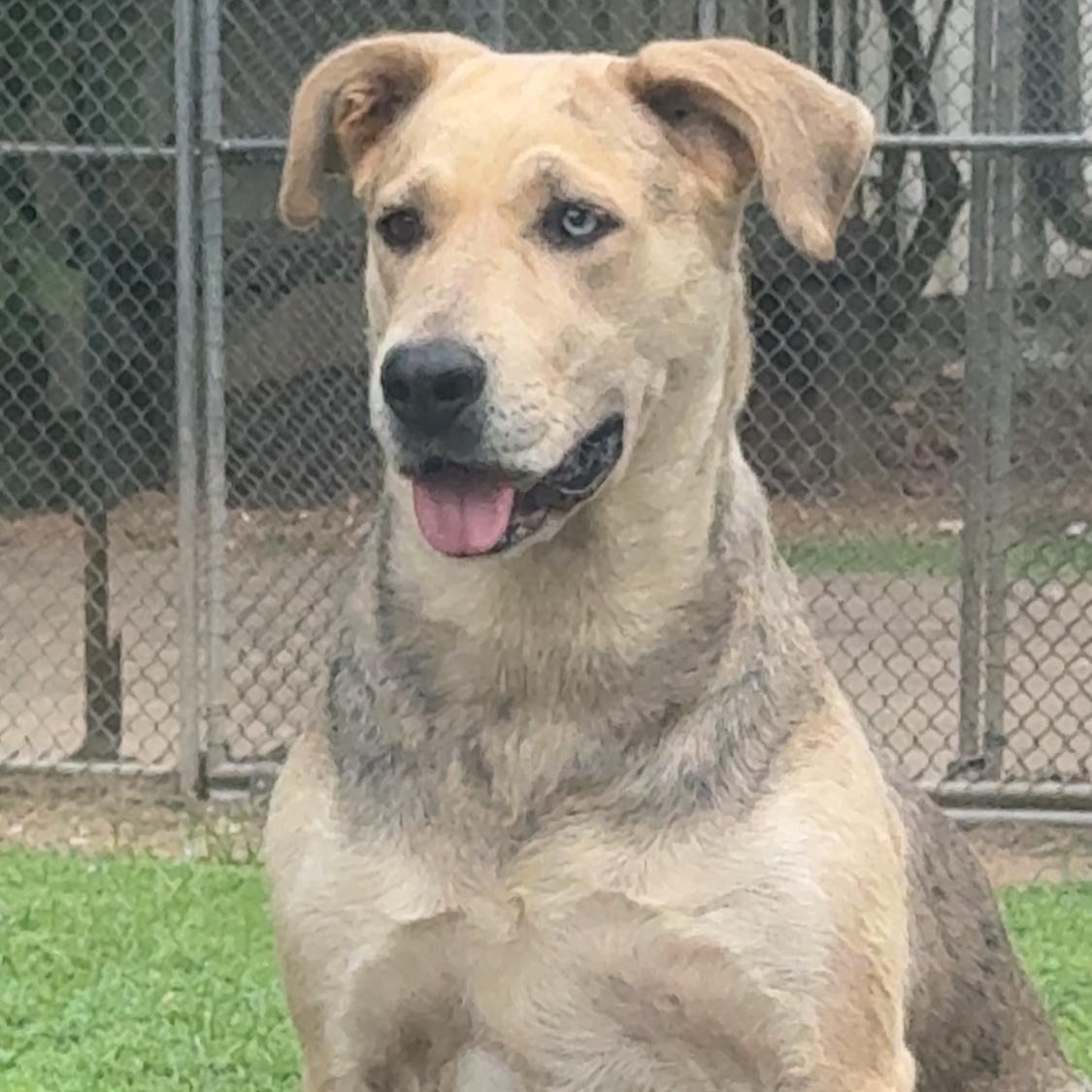 Enlarge Gorgeous, a Adoptable mixed breed in Ransomville, NY image 6/6