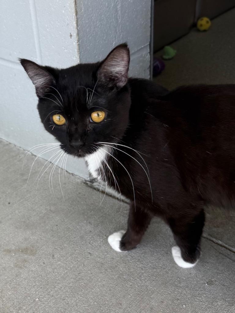 Banks, adopted, Adult Male Domestic Short Hair.