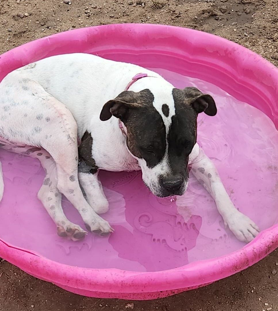 Avery, a Adoptable Pit Bull Terrier in Marana, AZ image 1/12