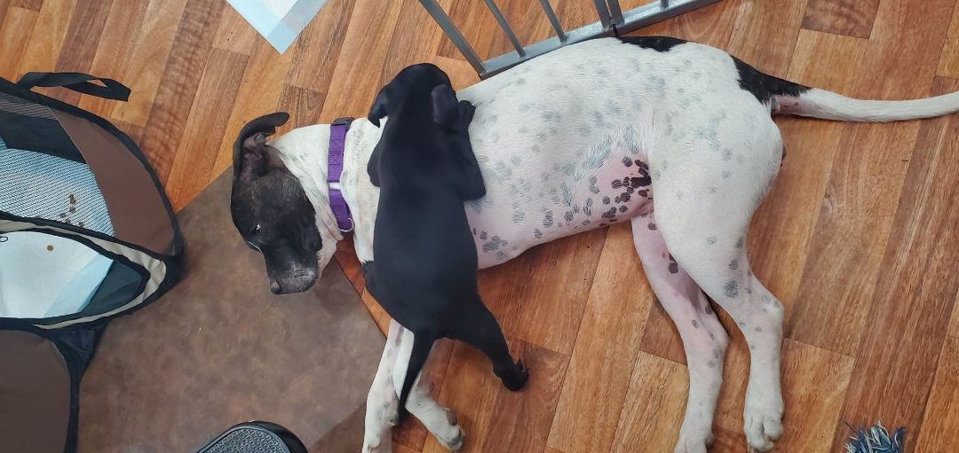 Avery, a Adoptable Pit Bull Terrier in Marana, AZ image 2/12