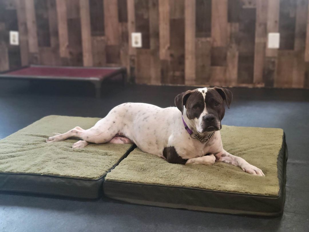 Avery, a Adoptable Pit Bull Terrier in Marana, AZ image 3/12