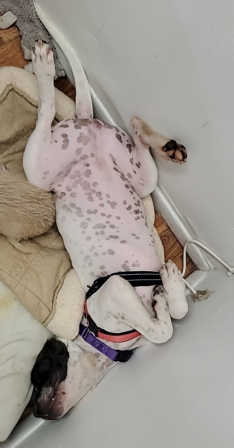 Avery, a Adoptable Pit Bull Terrier in Marana, AZ image 4/12