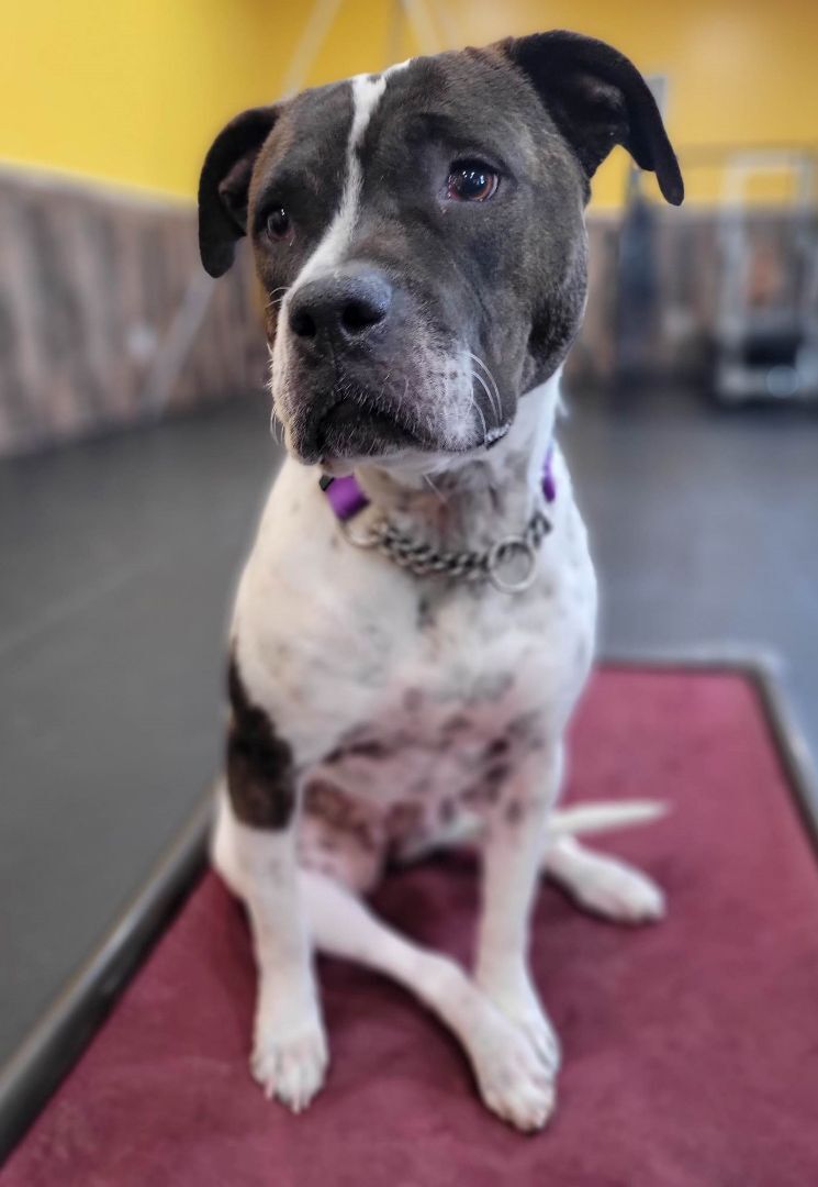 Avery, a Adoptable Pit Bull Terrier in Marana, AZ image 5/12