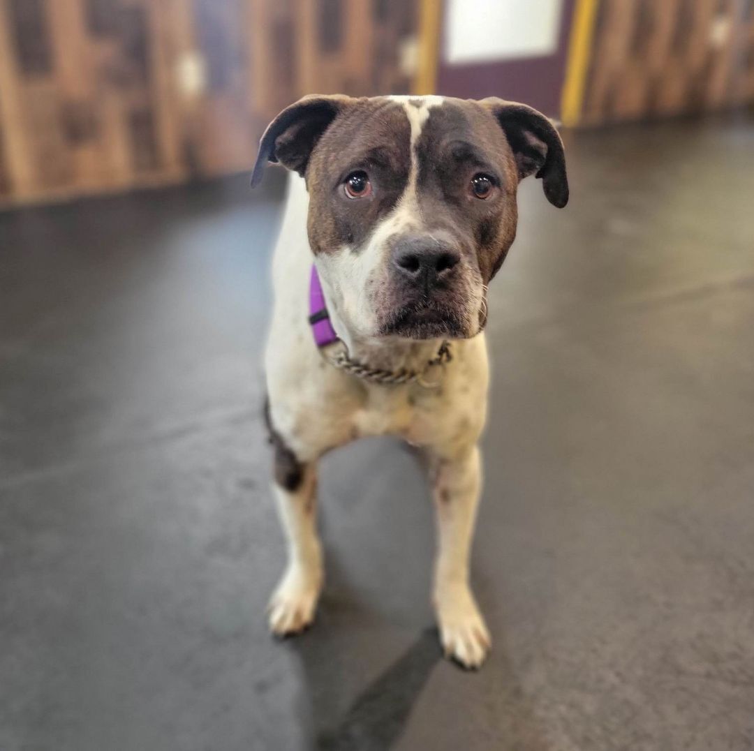 Avery, a Adoptable Pit Bull Terrier in Marana, AZ image 6/12